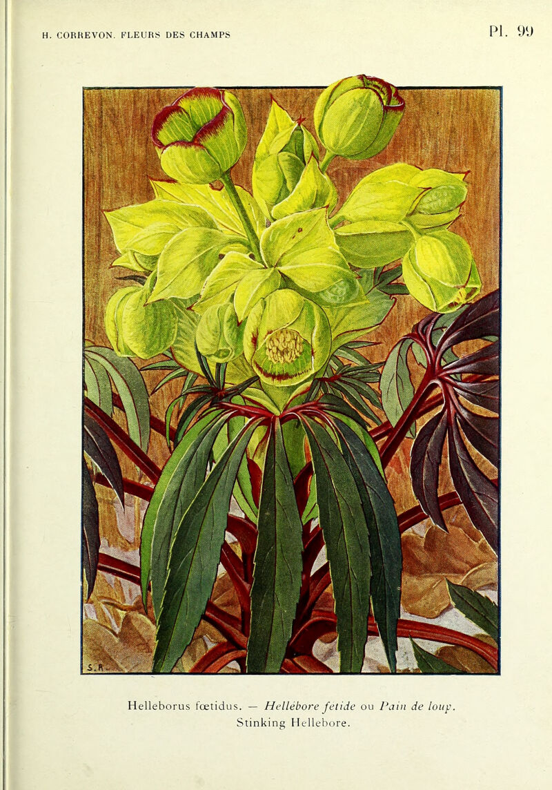 Helleborus fœtidus. — Hellébore fétide ou Pain de loup. Stinking Hellebore.