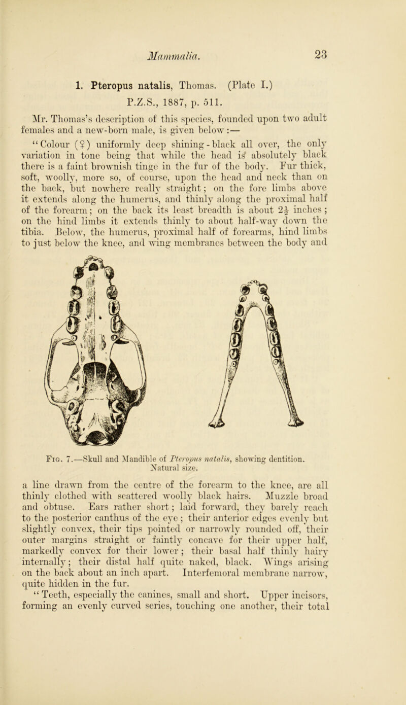 1. Pteropus natalis, Thomas. (Plate I.) P.Z.S., 1887, p. 511. ]\Ir. Thomas’s description of this species, founded upon two adult females and a new-born male, is given below:— “Colour (?) uniformly deep shining-black all over, the only variation in tone being that while the head is* absolutely black there is a faint brownish tinge in the fur of the body. Pur thick, soft, woolly, more so, of course, upon the head and neck than on the back, but nowhere really straight; on the fore limbs above it extends along the humerus, and thinly along the proximal half of the forearm; on the back its least breadth is about 2\ inches ; on the hind limbs it extends thinly to about half-way down the tibia. Pelow, the humerus, proximal half of forearms, hind limbs to just below the knee, and wing membranes between the body and Fig. 7.—Skull and Mandible of Pteropus natalis, showing dentition. Natural size. a line drawn from the centre of the forearm to the knee, are all thinly clothed with scattered woollv black hairs. Muzzle broad and obtuse. Ears rather short; laid forward, they barely reach to the posterior canthus of the eye ; their anterior edges evenly but slightly convex, their tips pointed or narrowly rounded off, their outer margins straight or faintly concave for their upper half, markedly convex for their lower; their basal half thinly hairy internally; their distal half quite naked, black. Wings arising on the back about an inch apart. Interfemoral membrane narrow, quite hidden in the fur. “Teeth, especially the canines, small and short. Upper incisors, forming an evenly curved series, touching one another, their total