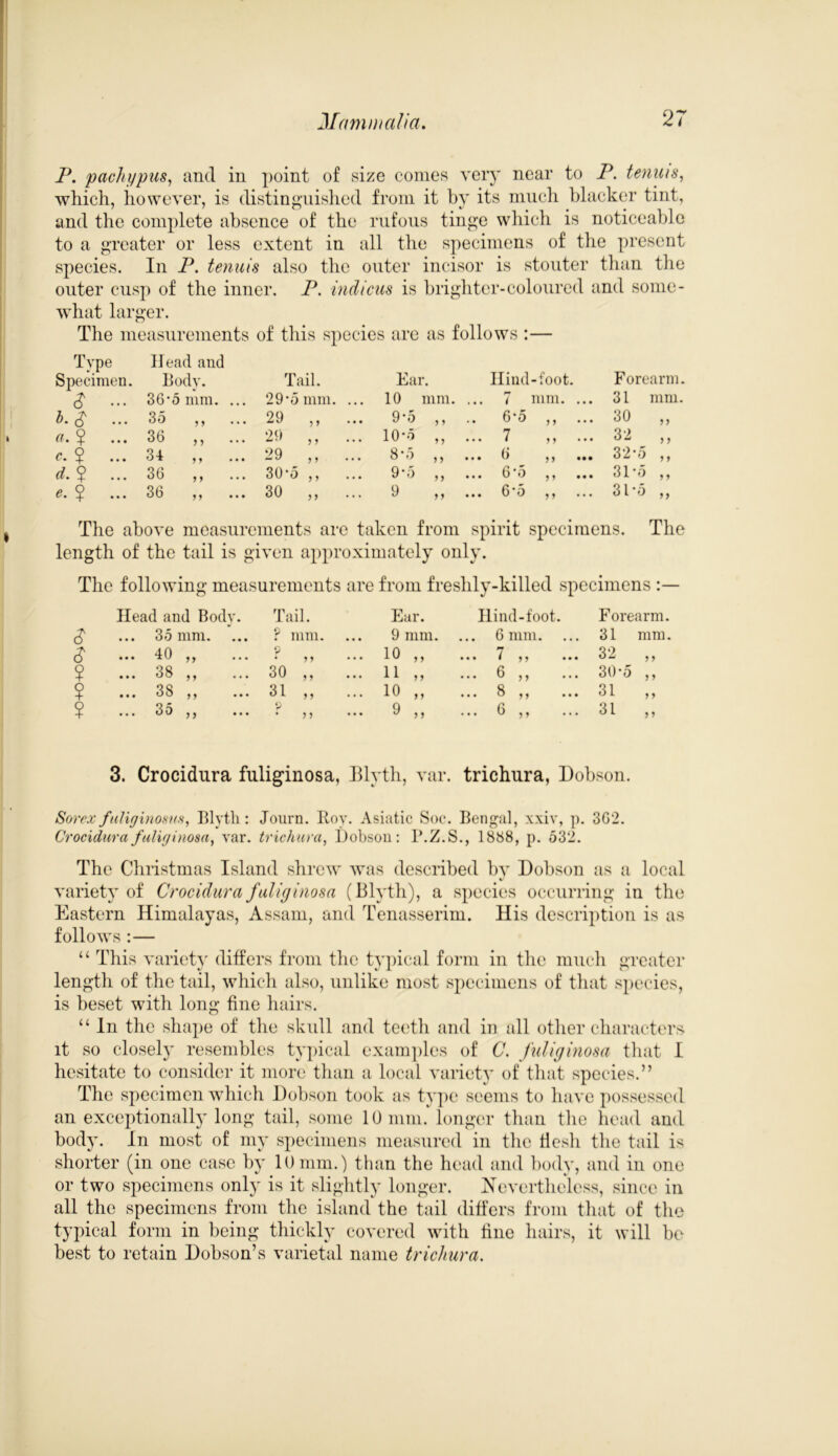 P. pachypus, and in point of size comes very near to P. tenuis, which, however, is distinguished from it by its much blacker tint, and the complete absence of the rufous tinge which is noticeable to a greater or less extent in all the specimens of the present species. In P. tenuis also the outer incisor is stouter than the outer cusp of the inner. P. indicus is brighter-coloured and some- what larger. The measurements of this species are as follows :— Type Specimen. Head and Body. Tail. Ear Ilind-foot. Forearm. $ ... 36‘5 mm. ... 29-5 mm. ... 10 mm. ... 7 mm. ... 31 mm. h.$ ... 35 ,, 29 „ ... 9*5 > > .. 6-5 ,, ... 30 „ a. $ 36 „ ... 29 ,, ... 10-5 M ... 7 ,, ... 32 „ c. $ 34 ,, 29 „ ... 8*5 y y ••• o ,, ... 32*5 ,, d. ? ... 36 „ ... 30-5 ,, 9-5 yy ... 6*5 ,, ... 31*5 „ e. $ 36 ,, 30 „ ... 9 y y ... 6 5 ,, ... 31*5 „ The above measurements are taken from spirit specimens. The length of the tail is given approximately only. The following measurements are from freshly-killed specimens :— Head and Body. Tail. Ear. Hind-foot. Forearm. $ ... 35 mm. ? mm. 9 mm. 6 mm. 31 mm. $ ... 40 ,, p • y y ... 10 „ ... / ,, ... 32 ,, ? ... 38 ,, 30 „ ... 11 „ ... 6 ,, 30-5 ,, ? ... 38 ,, ... 31 „ ... 10 „ ... 8 ,, ... 31 „ ? ... 35 ,, ... P • y y ... 9 ,, ... 6 ,, 31 „ 3. Crocidura fuliginosa, Blyth, var. trichura, Dobson. Sorexfuliginosns, Blyth: Journ. Roy. Asiatic Soc. Bengal, xxiv, p. 3G2. Crocidura fuliginosa, var. trichura, Dobson: B.Z.S., 1888, p. 532. The Christmas Island shrew was described by Dobson as a local variety of Crocidura fuliginosa (Blyth), a species occurring in the Eastern Himalayas, Assam, and Tenasserim. His description is as follows :— “ This variety differs from the typical form in the much greater length of the tail, which also, unlike most specimens of that species, is beset with long fine hairs. “ In the shape of the skull and teeth and in all other characters it so closely resembles typical examples of C. fuliginosa that I hesitate to consider it more than a local variety of that species.” The specimen which Dobson took as type seems to have possessed an exceptionally long tail, some 10 mm. longer than the head and body. In most of my specimens measured in the flesh the tail is shorter (in one case by 10 mm.) than the head and body, and in one or two specimens only is it slightly longer. Nevertheless, since in all the specimens from the island the tail differs from that of the typical form in being thickly covered with fine hairs, it will he best to retain Dobson’s varietal name trichura.