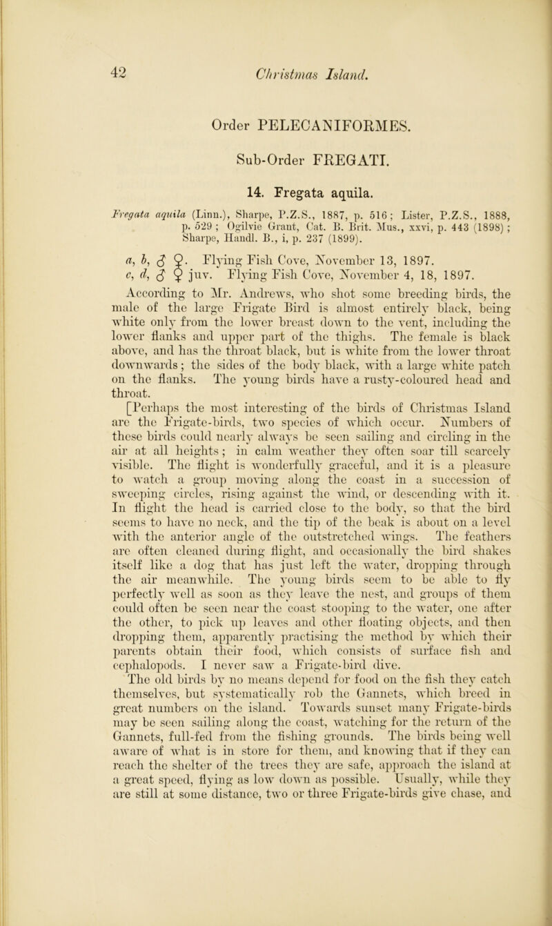 Order PELECANIFORMES. Sub-Order FREGATI. 14. Fregata aquila. Fregata aquila (Linn.), Sharpe, P.Z.S., 1887, p. 516; Lister, P.Z.S., 1888, p. 529 ; Ogilvie Grant, Cat. B. Brit. Mus., xxvi, p. 443 (1898) ; Sharpe, Handl. B., i, p. 237 (1899). ai b, <J 9- Flying Fish Cove, November 13, 1897. c, dj 3 9 juv- Flying Fish Cove, November 4, 18, 1897. According to Mr. Andrews, who shot some breeding birds, the male of the large Frigate Bird is almost entirely black, being white only from the lower breast down to the vent, including the lower flanks and upper part of the thighs. The female is black above, and has the throat black, but is white from the lower throat downwards; the sides of the body black, with a large white patch on the flanks. The young birds have a rusty-coloured head and throat. [Perhaps the most interesting of the birds of Christmas Island are the Frigate-birds, two species of which occur. Numbers of these birds could nearly always be seen sailing and circling in the air at all heights; in calm weather they often soar till scarcely visible. The flight is wonderfully graceful, and it is a pleasure to watch a group moving along the coast in a succession of sweeping circles, rising against the wind, or descending with it. In flight the head is carried close to the body, so that the bird seems to have no neck, and the tip of the beak is about on a level with the anterior angle of the outstretched wings. The feathers are often cleaned during flight, and occasionally the bird shakes itself like a dog that has just left the water, dropping through the air meanwhile. The young birds seem to be able to fly perfectly well as soon as they leave the nest, and groups of them could often be seen near the coast stooping to the water, one after the other, to pick up leaves and other floating objects, and then dropping them, apparently practising the method by which their parents obtain their food, which consists of surface fish and cephalopods. I never saw a Frigate-bird dive. The old birds bv no means depend for food on the fish they catch themselves, but systematically rob the Gannets, which breed in great numbers on the island. Towards sunset many Frigate-birds may be seen sailing along the coast, watching for the return of the Gannets, full-fed from the fishing grounds. The birds being well aware of what is in store for them, and knowing that if they can reach the shelter of the trees they are safe, approach the island at a great speed, flying as low down as possible. Usually, while they are still at some distance, two or three Frigate-birds give chase, and