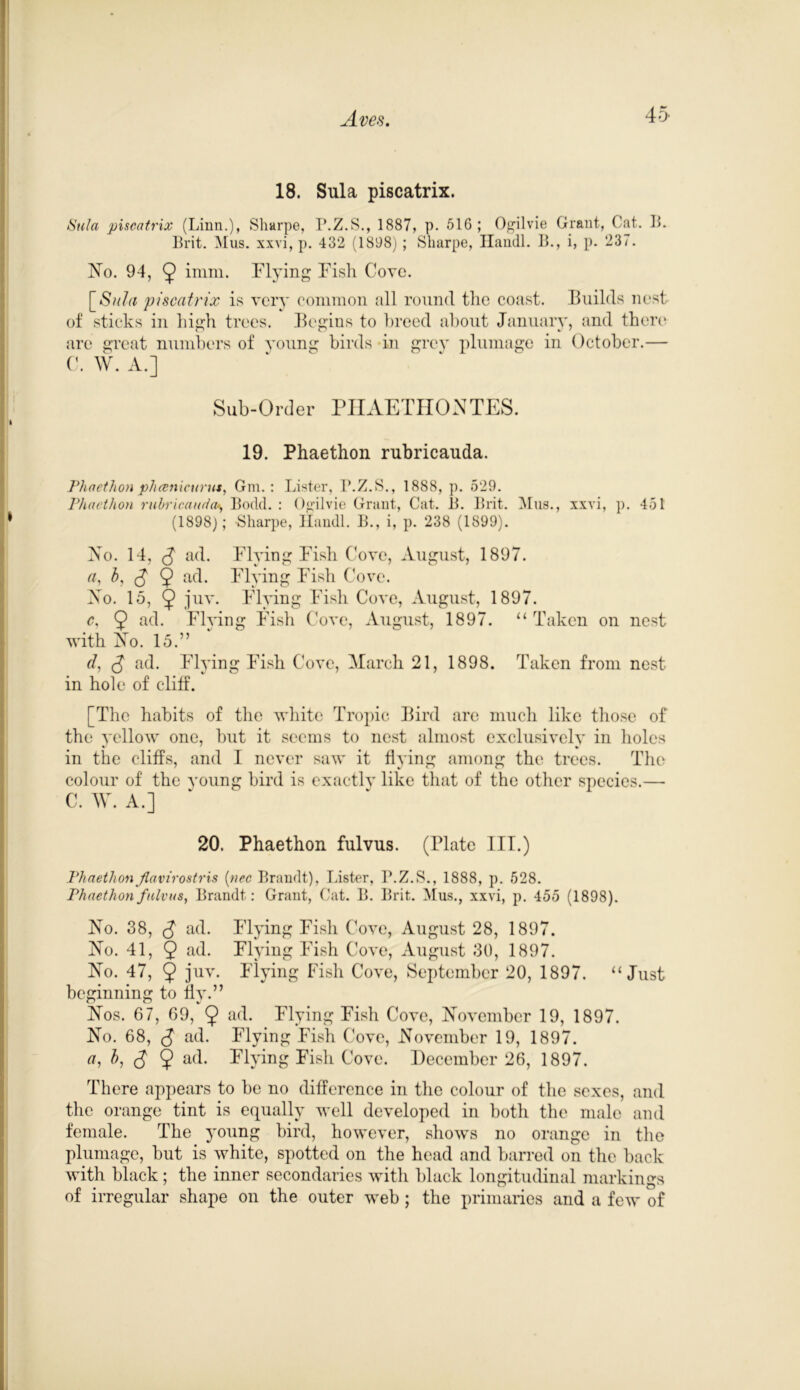 18. Sula piscatrix. Sula piscatrix (Linn.), Sharpe, P.Z.S., 1887, p. 516; Ogilvie Grant, Cat. B. Brit. Mus. xxvi, p. 432 (1898) ; Sharpe, Handl. B., i, p. 237. No. 94, 9 imm. Flying Fish Cove. \_Sula piscatrix is very common all round the coast. Builds nest of sticks in high trees. Begins to breed about January, and there are great numbers of young birds in grey plumage in October.— C. W. A.] Sub-Order PHAETHON TES. 19. Phaethon rubricauda. Phaethon phcenicurus, Gm. : Lister, B.Z.S., 1888, p. 529. Phaethon rubricauda\ Bodd. : Ogilvie Grant, Cat. 13. Brit. Mus., xxvi, p. 451 (1898); Sharpe, Handl. B., i, p. 238 (1899). No. 14, ad. Flying Fish Cove, August, 1897. a, b, S 9 ad. Flying Fish Cove. No. 15, 9 juv. Flying Fish Cove, August, 1897. c, 9 acb Flying Fish Cove, August, 1897. “ Taken on nest with No. 15.” (I, (J ad. Flying Fish Cove, (March 21, 1898. Taken from nest in hole of cliff. [The habits of the white Tropic Bird are much like those of the yellow one, but it seems to nest almost exclusively in holes in the cliffs, and I never saw it flying among the trees. The colour of the young bird is exactly like that of the other species.— C. W. A.] 20. Phaethon fulvus. (Plate III.) Phaethonflavirostris (nec Brandt), Lister, P.Z.S., 1888, p. 528. Phaethon fulvus, Brandt: Grant, Cat. B. Brit. Mus., xxvi, p. 455 (1898). No. 38, (J ad. Flying Fish Cove, August 28, 1897. No. 41, 9 ad. Flying Fish Cove, August 30, 1897. No. 47, 9 juv. Flying Fish Cove, September 20, 1897. “Just beginning to fly.” Nos. 67, 69, 9 ad. Flying Fish Cove, November 19, 1897. No. 68, (J ad. Flying Fish Cove, November 19, 1897. a, b, (J 9 ad. Flying Fish Cove. (December 26, 1897. There appears to be no difference in the colour of the sexes, and the orange tint is equally well developed in both the male and female. The young bird, however, shows no orange in the plumage, but is white, spotted on the head and barred on the back with black; the inner secondaries with black longitudinal markings of irregular shape on the outer web ; the primaries and a few of