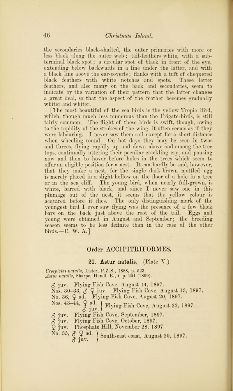 the secondaries black-shafted, the outer primaries with more or less black along the outer web ; tail-feathers white, with a sub- terminal black spot; a circular spot of black in front of the eye, extending below backwards in a line under the latter, and with a black line above the ear-coverts ; flanks with a tuft of chequered black feathers with white notches and spots. These latter feathers, and also many on the back and secondaries, seem to indicate by the variation of their pattern that the latter changes a great deal, so that the aspect of the feather becomes gradually whiter and whiter. [t he most beautiful of the sea birds is the yellow Tropic Bird, which, though much less numerous than the Frigate-birds, is still fairly common. The flight of these birds is swift, though, owing to the rapidity of the strokes of the wing, it often seems as if they were labouring. I never saw them sail except for a short distance when wheeling round. On hot days they may he seen in twos and threes, flying rapidly up and down above and among the tree tops, continually uttering their peculiar crackling cry, and pausing now and then to hover before holes in the trees which seem to offer an eligible position for a nest. It can hardly he said, however, that they make a nest, for the single dark-brown mottled egg is merely placed in a slight hollow on the floor of a hole in a tree or in the sea cliff. The young bird, when nearly full-grown, is white, barred with black, and since I never saw one in this plumage out of the nest, it seems that the yellow colour is acquired before it flies. The only distinguishing mark of the youngest bird I ever saw flying was the presence of a few black bars on the hack just above the root of the tail. Eggs and young were obtained in August and September; the breeding season seems to be less definite than in the case of the other birds.—C. AY. A.] Order ACCIPITRIFORMES. 21. Astur natalis. (Plate Y.) Urospizias natalis, Lister, P.Z.S., 1888, p. 523. Astur natalis, Sharpe, Handl. B., i, p. 251 (1899). (J juv. Flying Eish Cove, August 14, 1897. Nos. 30-33, 9 jllv* Flying Fish Cove, August 13, 1897. No. 36, 9 a(k Flying Fish Cove, August 20, 1897. Nos. 43-44, 9 ad. 1 F1 ; F;sh c August 22, 1897. juv. Flying Fish Cove, September, 1897. $ juv. Flying Fish Cove, October, 1897. 9 juv. Phosphate Hill, November 28, 1897. No. 35, <J 9 ac^ \ South-east coast, August 20, 1897. <J juv. )