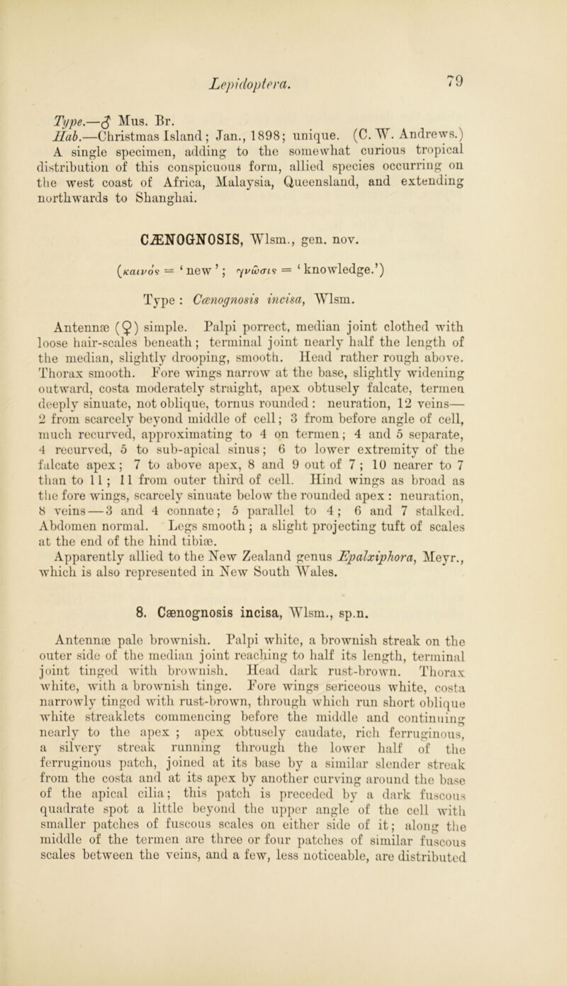 Type.—(J Mus. Br. Hob.—Christmas Island; Jan., 1898; unique. (C. M. Andrews.) A single specimen, adding to the somewhat curious tropical distribution of this conspicuous form, allied species occurring on the west coast of Africa, Malaysia, Queensland, and extending northwards to Shanghai. CiENOGNOSIS, Mlsm., gen. nov. (kciivos = ‘ new ’; = ‘ knowledge.’) Type : Ccenognosis incisa, Ml sin. Antennm (9) simple. Palpi porrect, median joint clothed with loose hair-scales beneath; terminal joint nearly half the length of the median, slightly drooping, smooth. Head rather rough above. Thorax smooth. Fore wings narrow at the base, slightly widening outward, costa moderately straight, apex obtusely falcate, termen deeply sinuate, not oblique, to rims rounded: neuration, 12 veins— 2 from scarcely beyond middle of cell; 3 from before angle of cell, much recurved, approximating to 4 on termen; 4 and 5 separate, 4 recurved, 5 to sub-apical sinus; 6 to lower extremity of the falcate apex; 7 to above apex, 8 and 9 out of 7 ; 10 nearer to 7 than to 11 ; 11 from outer third of cell. Hind wings as broad as the fore wings, scarcely sinuate below the rounded apex : neuration, 8 veins — 3 and 4 connate; 5 parallel to 4; 6 and 7 stalked. Abdomen normal. Legs smooth ; a slight projecting tuft of scales at the end of the hind tibiae. Apparently allied to the Hew Zealand genus Epalxiphora, Meyr., which is also represented in Hew South Males. 8. Caenognosis incisa, Mlsm., sp.n. Antennae pale brownish. Palpi white, a brownish streak on the outer side of the median joint reaching to half its length, terminal joint tinged with brownish. Head dark rust-brown. Thorax white, with a brownish tinge. Fore wings sericeous white, costa narrowly tinged with rust-brown, through which run short oblique white streaklets commencing before the middle and continuing nearly to the apex ; apex obtusely caudate, rich ferruginous, a silvery streak running through the lower half of the ferruginous patch, joined at its base by a similar slender streak from the costa and at its apex by another curving around the base of the apical cilia; this patch is preceded by a dark fuscous quadrate spot a little beyond the upper angle of the cell with smaller patches of fuscous scales on either side of it; along the middle of the termen are three or four patches of similar fuscous scales between the veins, and a few, less noticeable, are distributed