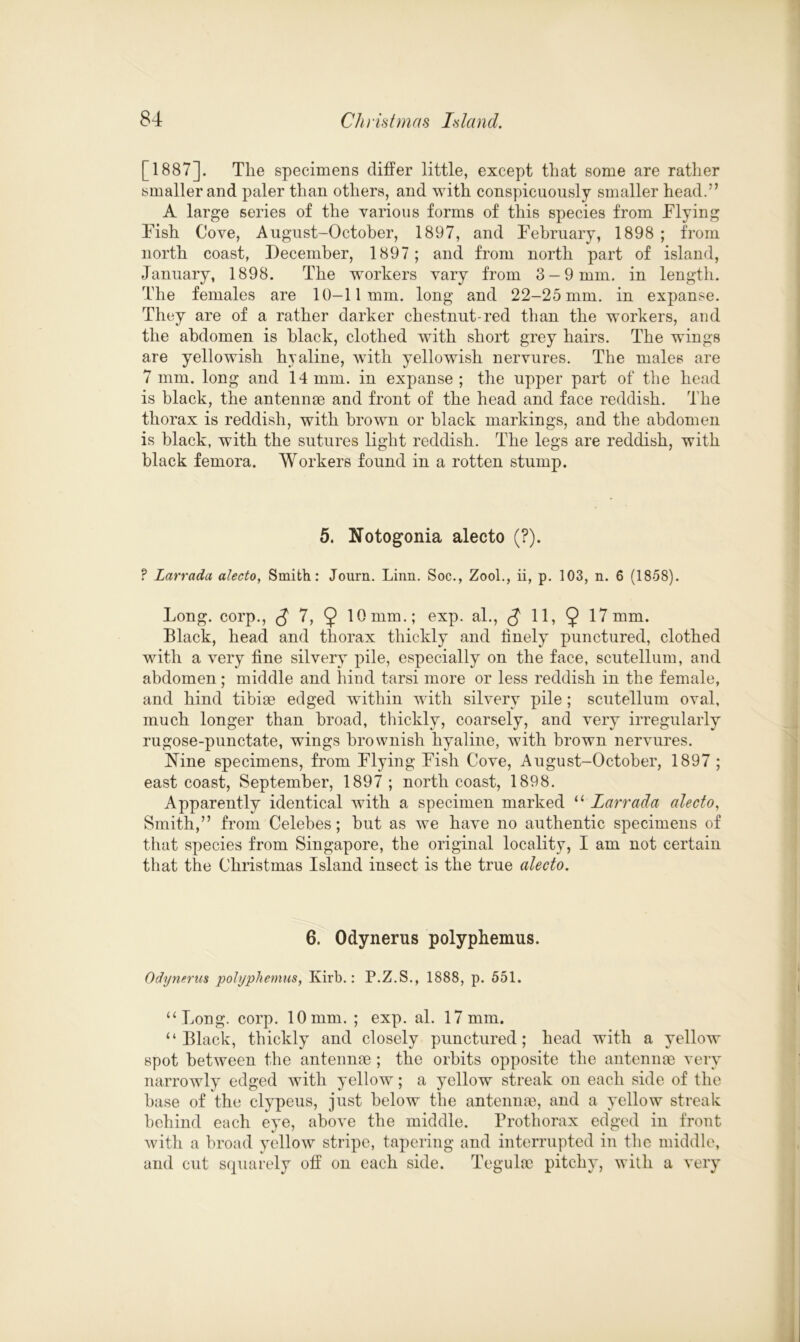 [1887]. The specimens differ little, except that some are rather smaller and paler than others, and with conspicuously smaller head.” A large series of the various forms of this species from Flying Fish Cove, August-October, 1897, and February, 1898 ; from north coast, December, 1897; and from north part of island, January, 1898. The workers vary from 3-9 mm. in length. The females are 10-11mm. long and 22-25 mm. in expanse. They are of a rather darker chestnut-red than the workers, and the abdomen is black, clothed with short grey hairs. The wings are yellowish hyaline, with yellowish nervures. The males are 7 mm. long and 14 mm. in expanse ; the upper part of the head is black, the antennae and front of the head and face reddish. The thorax is reddish, with brown or black markings, and the abdomen is black, with the sutures light reddish. The legs are reddish, with black femora. Workers found in a rotten stump. 5. Notogonia alecto (?). ? LarracLi alecto, Smith: Journ. Linn. Soc., Zool., ii, p. 103, n. 6 (1858). Long, corp., (J 7, 9 10 mm.; exp. al., 11, 9 17 mm. Black, head and thorax thickly and finely punctured, clothed with a very fine silvery pile, especially on the face, scutellum, and abdomen; middle and hind tarsi more or less reddish in the female, and hind tibiae edged within with silvery pile ; scutellum oval, much longer than broad, thickly, coarsely, and very irregularly rugose-punctate, wings brownish hyaline, with brown nervures. Nine specimens, from Flying Fish Cove, August-October, 1897 ; east coast, September, 1897 ; north coast, 1898. Apparently identical with a specimen marked “ Larrada alecto, Smith,” from Celebes; but as we have no authentic specimens of that species from Singapore, the original locality, I am not certain that the Christmas Island insect is the true alecto. 6. Odynerus polyphemus. Odynerus polyphemus, Kirb.: P.Z.S., 1888, p. 551. “ Long. corp. 10 mm. ; exp. al. 17 mm. “Black, thickly and closely punctured; head with a yellow spot between the antennae ; the orbits opposite the antennae very narrowly edged with yellow; a yellow streak on each side of the base of the clypeus, just below the antennae, and a yellow streak behind each eye, above the middle. Prothorax edged in front with a broad yellow stripe, tapering and interrupted in the middle, and cut squarely off on each side. Tegulae pitchy, with a very