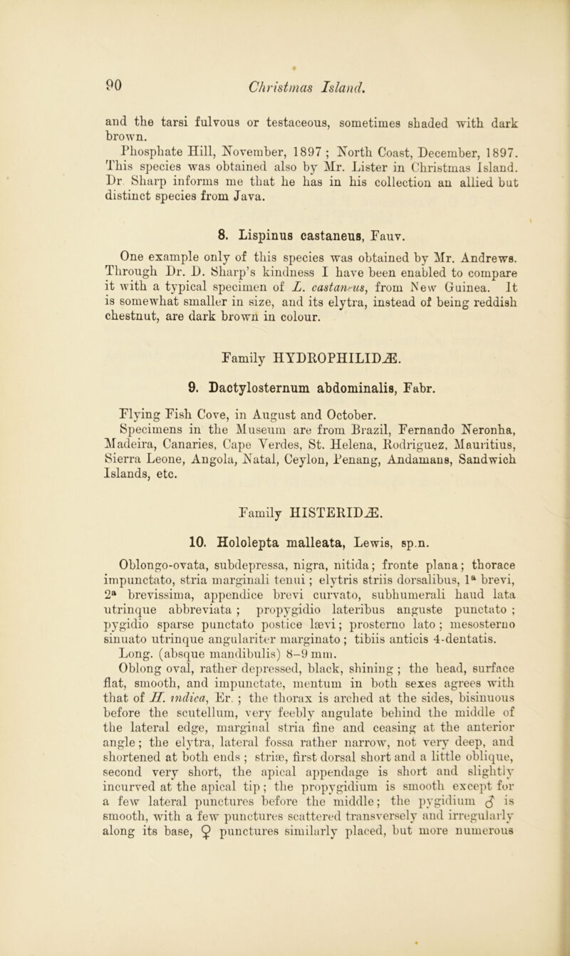 and the tarsi fulvous or testaceous, sometimes shaded with dark brown. Phosphate Hill, November, 1897 ; North Coast, December, 1897. This species was obtained also by Mr. Lister in Christmas Island. Dr Sharp informs me that he has in his collection an allied but distinct species from Java. 8. Lispinus castaneus, Fauv. One example only of this species was obtained by Mr. Andrews. Through Dr. D. Sharp’s kindness I have been enabled to compare it with a typical specimen of L. castaneus, from New Guinea. It is somewhat smaller in size, and its elytra, instead of being reddish chestnut, are dark brown in colour. Family HYDROPHLLIDAE. 9. Dactylosternum abdominalis, Fabr. Flying Fish Cove, in August and October. Specimens in the Museum are from Brazil, Fernando Neronha, Madeira, Canaries, Cape Yerdes, St. Helena, Rodriguez, Mauritius, Sierra Leone, Angola, Natal, Ceylon, Penang, Andamans, Sandwich Islands, etc. Family HISTERIDiE. 10. Hololepta malleata, Lewis, sp.n. Oblongo-ovata, subdepressa, nigra, nitida; fronte plana; thorace impunctato, stria marginali tenui; elytris striis dorsalibus, la brevi, 2a brevissima, appendice brevi curvato, subhumerali baud lata utrinque abbreviata ; propygidio lateribus anguste punctato ; pygidio sparse punctato postice laevi; prosterno lato ; mesosterno sinuato utrinque angulariter marginato ; tibiis anticis 4-dentatis. Long, (absque mandibulis) 8-9 mm. Oblong oval, rather depressed, black, shining ; the head, surface flat, smooth, and impunctate, mentum in both sexes agrees with that of II. mdica, Er. ; the thorax is arched at the sides, hisinuous before the scutellum, very feebly angulate behind the middle of the lateral edge, marginal stria fine and ceasing at the anterior angle; the elytra, lateral fossa rather narrow, not very deep, and shortened at both ends ; striae, first dorsal short and a little oblique, second very short, the apical appendage is short and slightly incurved at the apical tip; the propygidium is smooth except for a few lateral punctures before the middle; the pygidium is smooth, with a few punctures scattered transversely and irregularly along its base, ^ punctures similarly placed, but more numerous