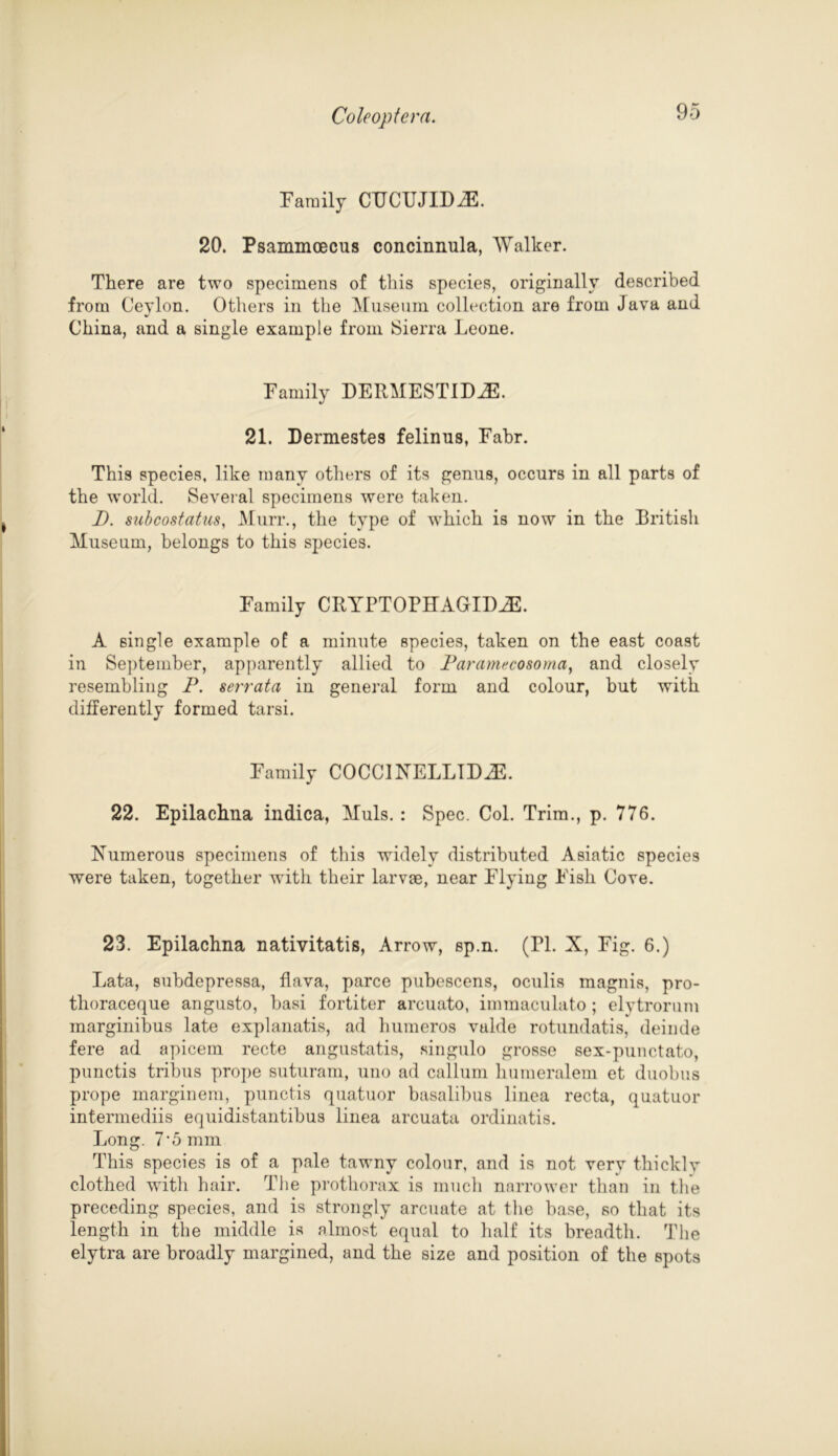 Family CFCUJID^:. 20. Psammoecus concinnula, Walker. There are two specimens of this species, originally described from Ceylon. Others in the Museum collection are from Java and China, and a single example from Sierra Leone. Family DERMESTIDiE. 21. Dermestes felinus, Fabr. This species, like many others of its genus, occurs in all parts of the world. Several specimens were taken. D. subcostatus, Murr., the type of which is now in the British Museum, belongs to this species. Family CRYPTOPHAGIDiE. A single example of a minute species, taken on the east coast in September, apparently allied to Parantecosoma, and closely resembling P. serrata in general form and colour, but with differently formed tarsi. Family COCCINELLID^E. 22. Epilachna indica, Muls. : Spec. Col. Trim., p. 776. Numerous specimens of this widely distributed Asiatic species were taken, together with their larvae, near Flying Fish Cove. 23. Epilachna nativitatis, Arrow, sp.n. (FI. X, Fig. 6.) Lata, subdepressa, flava, parce pubescens, oculis magnis, pro- thoraceque angusto, basi fortiter arcuato, immaculato ; elytrorum marginibus late explanatis, ad humeros valde rotundatis, deinde fere ad apicem recte angustatis, singulo grosse sex-punctato, punctis tribus prope suturam, uno ad callum liumeralem et duobus prope marginem, punctis quatuor basalibus linea recta, quatuor intermediis equidistantibus linea arcuata ordinatis. Long. 7’5 mm This species is of a pale tawny colour, and is not very thickly clothed with hair. The prothorax is much narrower than in the preceding species, and is strongly arcuate at the base, so that its length in the middle is almost equal to half its breadth. The elytra are broadly margined, and the size and position of the spots