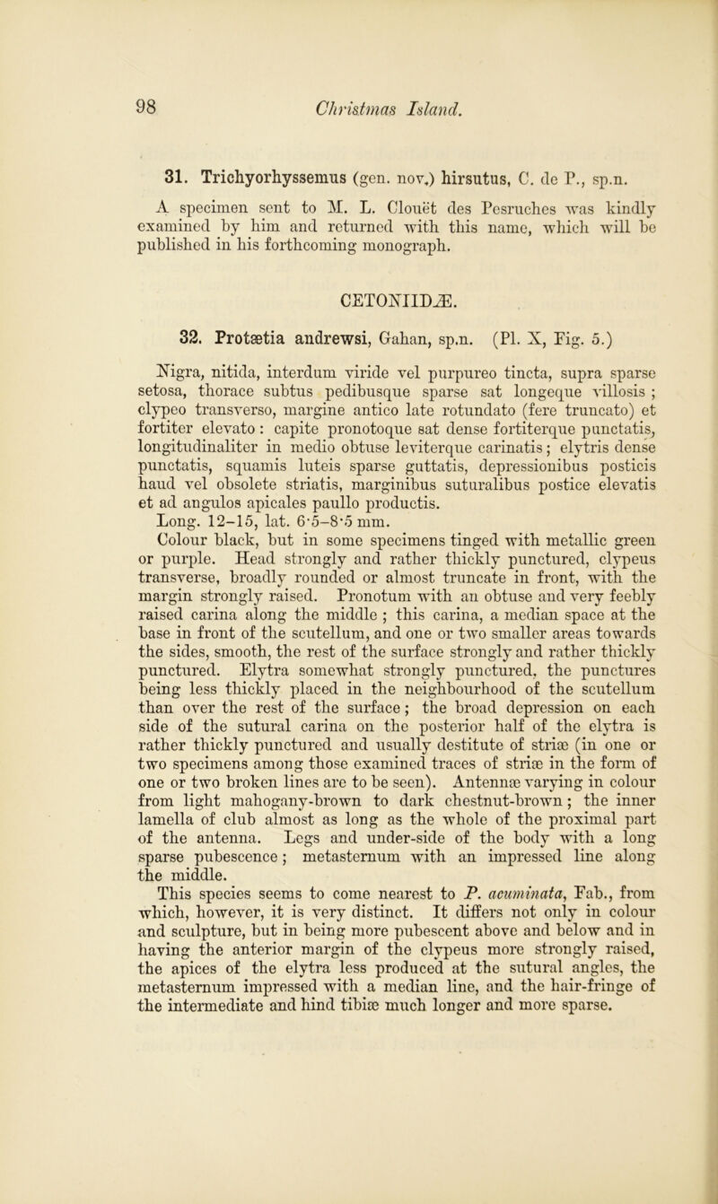 31. Triehyorhyssemus (gen. nov,) hirsutus, C. de P., sp.n. A specimen sent to M. L. Clouet des Pesruclies was kindly examined by him and returned with this name, which will he published in his forthcoming monograph. CETOHILDH3. 32. Protsetia andrewsi, Gahan, sp.n. (PI. X, Pig. 5.) Xigra, nitida, interdum viride vel purpureo tincta, supra sparse setosa, thorace subtus pedibusque sparse sat longeque villosis ; clypeo transyerso, margine antico late rotundato (fere truncato) et fortiter elevato : capite pronotoque sat dense fortiterque punctatis, longitudinaliter in medio obtuse leviterque carinatis; elytris dense punctatis, squamis luteis sparse guttatis, depressionibus posticis haud vel obsolete striatis, marginibus suturalibus postice elevatis et ad angulos apicales paullo productis. Long. 12-15, lat. 6’5-8*5mm. Colour black, but in some specimens tinged with metallic green or purple. Head strongly and rather thickly punctured, clypeus transverse, broadly rounded or almost truncate in front, with the margin strongly raised. Pronotum with an obtuse and very feebly raised carina along the middle ; this carina, a median space at the base in front of the scutellum, and one or two smaller areas towards the sides, smooth, the rest of the surface strongly and rather thickly punctured. Elytra somewhat strongly punctured, the punctures being less thickly placed in the neighbourhood of the scutellum than over the rest of the surface; the broad depression on each side of the sutural carina on the posterior half of the elytra is rather thickly punctured and usually destitute of striae (in one or two specimens among those examined traces of striae in the form of one or two broken lines are to be seen). Antennae varying in colour from light mahogany-brown to dark chestnut-brown; the inner lamella of club almost as long as the whole of the proximal part of the antenna. Legs and under-side of the body with a long sparse pubescence; metastemum with an impressed line along the middle. This species seems to come nearest to P. acuminata, Fab., from which, however, it is very distinct. It differs not only in colour and sculpture, but in being more pubescent above and below and in having the anterior margin of the clypeus more strongly raised, the apices of the elytra less produced at the sutural angles, the metasternum impressed with a median line, and the hair-fringe of the intermediate and hind tibiae much longer and more sparse.