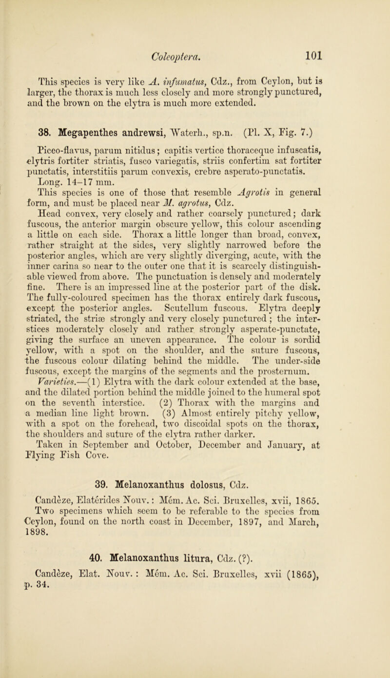 This species is very like A. infumatus, Cdz., from Ceylon, but is larger, the thorax is much less closely and more strongly punctured, and the brown on the elytra is much more extended. 38. Megapenthes andrewsi, Waterh., sp.n. (PI. X, Pig. 7.) Piceo-flavus, parum nitidus; capitis vertice thoraceque inf uscatis, elytris fortiter striatis, fusco variegatis, striis confertim sat fortiter punctatis, interstitiis parum convexis, crebre asperato-punctatis. Long. 14-17 mm. This species is one of those that resemble A grot is in general form, and must be placed near 31. agrotus, Cdz. Head convex, very closely and rather coarsely punctured; dark fuscous, the anterior margin obscure yellow, this colour ascending a little on each side. Thorax a little longer than broad, convex, rather straight at the sides, very slightly narrowed before the posterior angles, which are very slightly diverging, acute, with the inner carina so near to the outer one that it is scarcely distinguish- able viewed from above. The punctuation is densely and moderately fine. There is an impressed line at the posterior part of the disk. The fully-coloured specimen has the thorax entirely dark fuscous, except the posterior angles. Scutellum fuscous. Elytra deeply striated, the striae strongly and very closely punctured ; the inter- stices moderately closely and rather strongly asperate-punctate, giving the surface an uneven appearance. The colour is sordid yellow, with a spot on the shoulder, and the suture fuscous, the fuscous colour dilating behind the middle. The under-side fuscous, except the margins of the segments and the prosternum. Varieties.—(1) Elytra with the dark colour extended at the base, and the dilated portion behind the middle joined to the humeral spot on the seventh interstice. (2) Thorax with the margins and a median line light brown. (3) Almost entirely pitchy yellow, with a spot on the forehead, two discoidal spots on the thorax, the shoulders and suture of the elytra rather darker. Taken in September and October, December and January, at Plying Eish Cove. 39. Melanoxanthus dolosus, Cdz. Candeze, Ekterides Xouv.: Mem. Ac. Sci. Bruxelles, xvii, 1865. Two specimens which seem to be referable to the species from Ceylon, found on the north coast in December, 1897, and March, 1898. 40. Melanoxanthus litura, Cdz. (?). Candeze, Elat. Xouv. : Mem. Ac. Sci. Bruxelles, xvii (1865), p. 34.