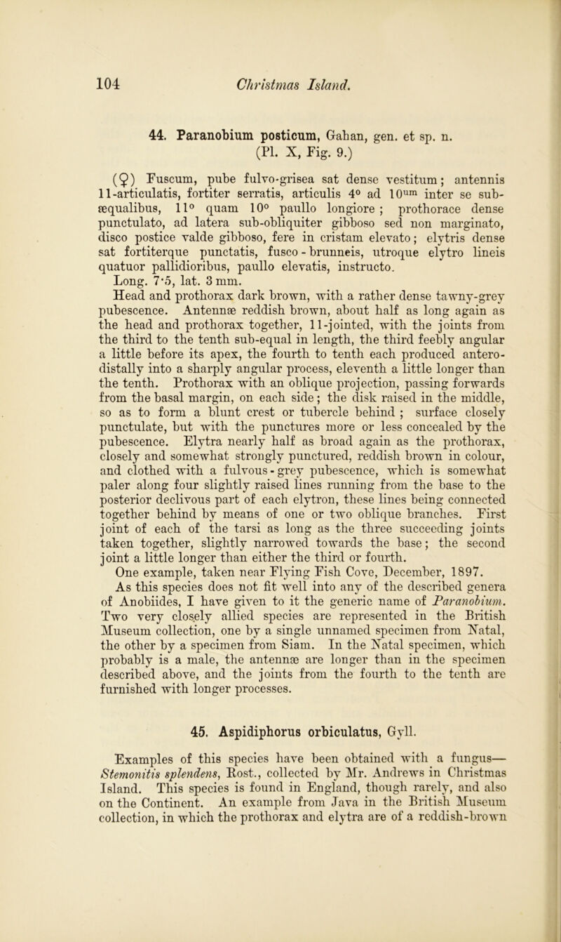 44. Paranobium posticum, Gahan, gen. et sp. n. (Pl. X, Pig. 9.) (J) Fuscum, pube fulvo-grisea sat dense vestitum; antennis 11-articulatis, fortiter serratis, articulis 4° ad 10um inter se sub- sequalibus, 11° quam 10° paullo longiore ; prothorace dense punctulato, ad latera sub-obliquiter gibboso sed non marginato, disco postice valde gibboso, fere in cristam elevato; elytris dense sat fortiterqne punctatis, fusco - brunneis, utroque elytro lineis quatuor pallidioribus, paullo elevatis, instructo. Long. 7’5, lat. 3 mm. Head and prothorax dark brown, with a rather dense tawny-grey pubescence. Antennae reddish brown, about half as long again as the head and prothorax together, 11-jointed, with the joints from the third to the tenth sub-equal in length, the third feebly angular a little before its apex, the fourth to tenth each produced antero- distally into a sharply angular process, eleventh a little longer than the tenth. Prothorax with an oblique projection, passing forwards from the basal margin, on each side ; the disk raised in the middle, so as to form a blunt crest or tubercle behind ; surface closely punctulate, but with the punctures more or less concealed by the pubescence. Elytra nearly half as hroad again as the pro thorax, closely and somewhat strongly punctured, reddish brown in colour, and clothed with a fulvous - grey pubescence, which is somewhat paler along four slightly raised lines running from the base to the posterior declivous part of each elytron, these lines being connected together behind by means of one or two oblique branches. First joint of each of the tarsi as long as the three succeeding joints taken together, slightly narrowed towards the base; the second joint a little longer than either the third or fourth. One example, taken near Flying Fish Cove, December, 1897. As this species does not fit well into any of the described genera of Anobiides, I have given to it the generic name of Paranobium. Two very closely allied species are represented in the British Museum collection, one by a single unnamed specimen from Xatal, the other by a specimen from Siam. In the Xatal specimen, which probably is a male, the antennae are longer than in the specimen described above, and the joints from the fourth to the tenth are furnished with longer processes. 45. Aspidiphorus orbiculatus, Gyll. Examples of this species have been obtained with a fungus— Stemonitis splendens, Post., collected by Mr. Andrews in Christmas Island. This species is found in England, though rarely, and also on the Continent. An example from Java in the British Museum collection, in which the prothorax and elytra are of a reddish-brown
