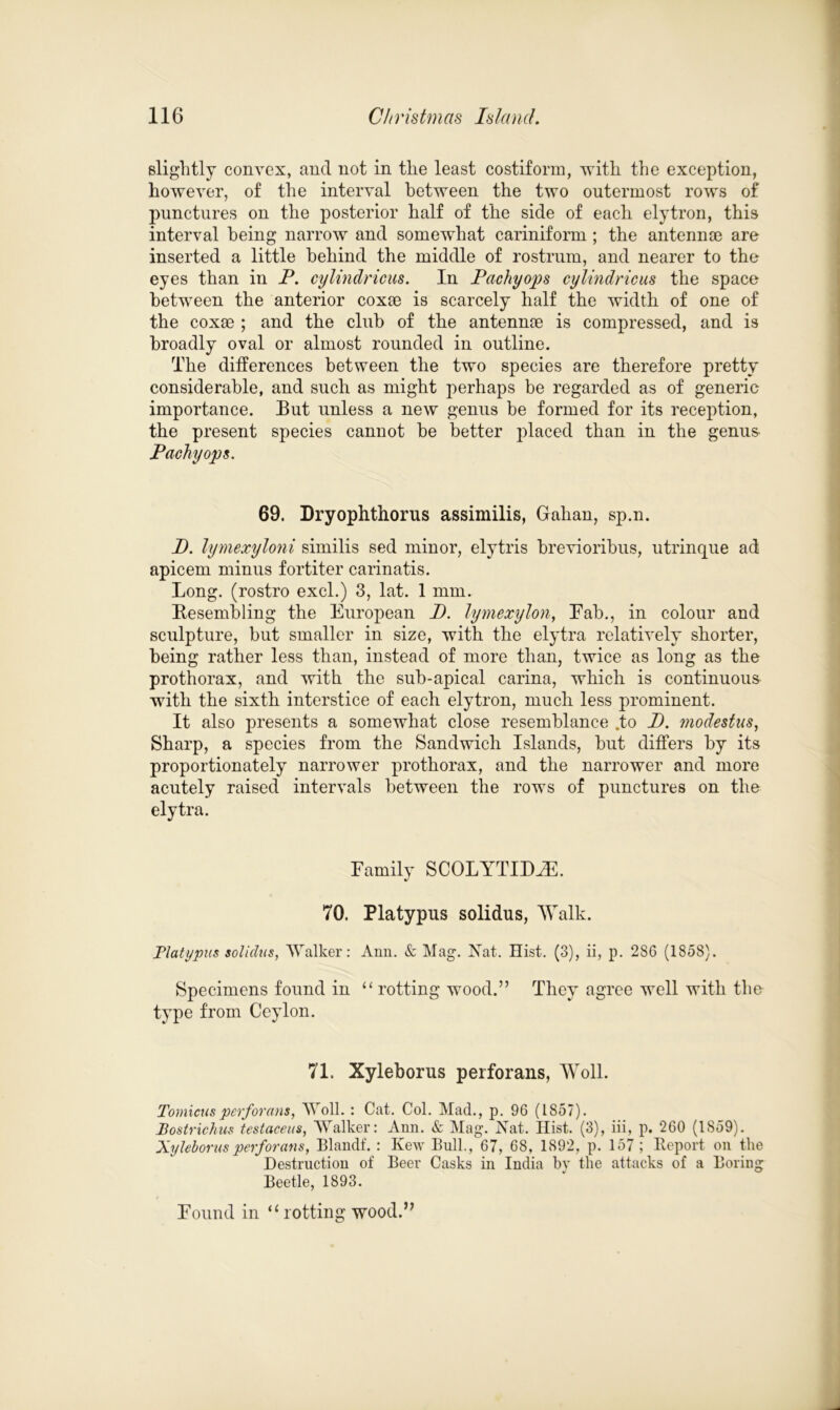 slightly convex, and not in the least costiform, with the exception, however, of the interval between the two outermost rows of punctures on the posterior half of the side of each elytron, this interval being narrow and somewhat cariniform; the antennae are inserted a little behind the middle of rostrum, and nearer to the eyes than in P. cylindricus. In Pachy ops cylindricus the space between the anterior coxae is scarcely half the width of one of the coxae ; and the club of the antennae is compressed, and is broadly oval or almost rounded in outline. The differences between the two species are therefore pretty considerable, and such as might perhaps be regarded as of generic importance. Eut unless a new genus be formed for its reception, the present species cannot be better placed than in the genus Pachy ops. 69. Dryophthorus assimilis, Gahan, sp.n. P. lymexyloni similis sed minor, elytris brevioribus, utrinque ad apicem minus fortiter carinatis. Long, (rostro excl.) 3, lat. 1 mm. Besembling the European P. lymexylon, Eab., in colour and sculpture, but smaller in size, with the elytra relatively shorter, being rather less than, instead of more than, twice as long as the prothorax, and with the sub-apical carina, which is continuous with the sixth interstice of each elytron, much less prominent. It also presents a somewhat close resemblance .to P. modestus, Sharp, a species from the Sandwich Islands, but differs by its proportionately narrower prothorax, and the narrower and more acutely raised intervals between the rows of punctures on the elytra. Family SCOLYTIDJE. 70. Platypus solidus, 'Walk. Platypus solidus, Walker: Ann. & Mag. Nat. Hist. (3), ii, p. 286 (1858). Specimens found in “ rotting wood.” They agree well with the type from Ceylon. 71. Xyleborus perforans, Woll. Tomicusperforans, Woll. : Cat. Col. Mad., p. 96 (1857). Postrichus testaceus, Walker: Ann. & Mag. Nat. Hist. (3), iii, p. 260 (1859). Xyleborus perforans, Blandf. : Kew Bull., 67, 68, 1892, p. 157 ; Report on the Destruction of Beer Casks in India by the attacks of a Boring Beetle, 1893. Found in “ rotting wood.”