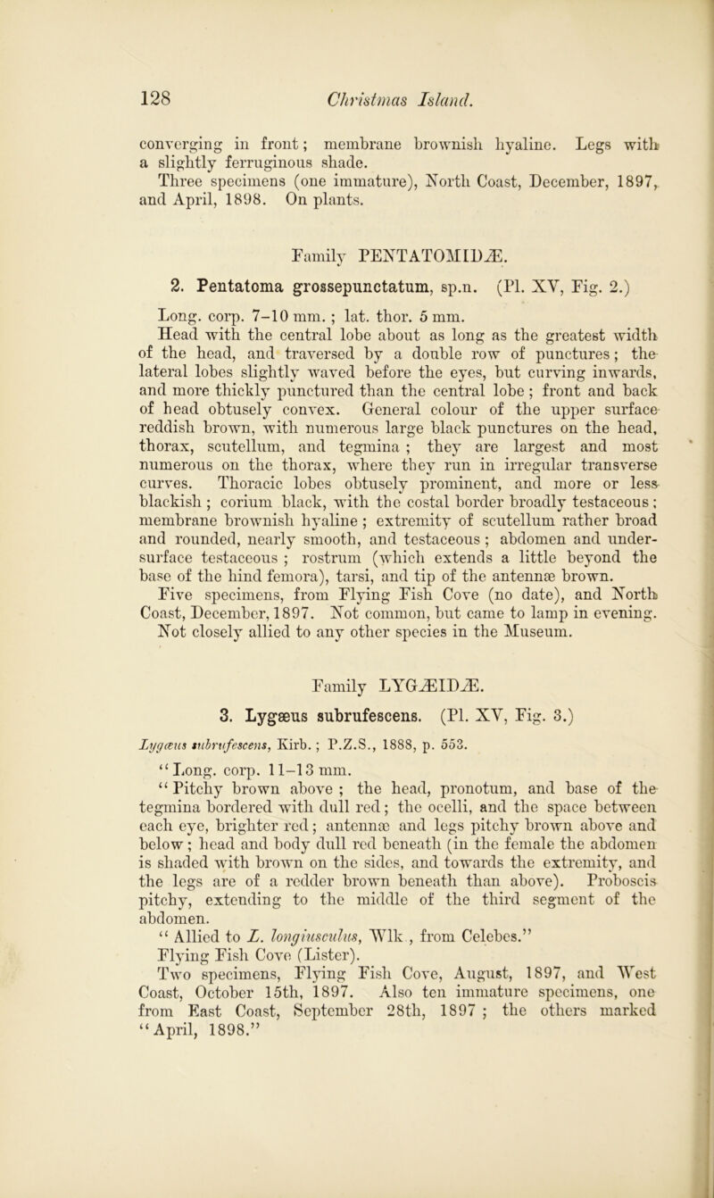 converging in front; membrane brownish hyaline. Legs with a slightly ferruginous shade. Three specimens (one immature), North Coast, December, 1897, and April, 1898. On plants. Family PENTATOMIDiE. 2. Pentatoma grossepunctatum, sp.n. (PI. XY, Fig. 2.) Long. corp. 7-10 mm. ; lat. thor. 5 mm. Head with the central lobe about as long as the greatest width of the head, and traversed by a double row of punctures; the lateral lobes slightly waved before the eyes, but curving inwards, and more thickly punctured than the central lobe ; front and back of head obtusely convex. General colour of the upper surface reddish brown, with numerous large black punctures on the head, thorax, scutellum, and tegmina ; they are largest and most numerous on the thorax, where they run in irregular transverse curves. Thoracic lobes obtusely prominent, and more or less blackish ; corium black, with the costal border broadly testaceous ; membrane brownish hyaline ; extremity of scutellum rather broad and rounded, nearly smooth, and testaceous ; abdomen and under- surface testaceous ; rostrum (which extends a little beyond the base of the hind femora), tarsi, and tip of the antennae brown. Five specimens, from Flying Fish Cove (no date), and North Coast, December, 1897. Not common, but came to lamp in evening. Not closely allied to any other species in the Museum. Family LYGiEIDiE. 3. Lygseus subrufescens. (PI. XY, Fig. 3.) Lxjgceus subrufescens, Kirb. ; P.Z.S., 188S, p. 553. “ Long. corp. 11-13 mm. “Pitchy brown above; the head, pronotum, and base of the tegmina bordered with dull red; the ocelli, and the space between each eye, brighter red; antennas and legs pitchy brown above and below; head and body dull red beneath (in the female the abdomen is shaded writh brown on the sides, and towards the extremity, and the legs are of a redder brown beneath than above). Proboscis pitchy, extending to the middle of the third segment of the abdomen. “ Allied to L. longiuscidas, AVlk., from Celebes.” Flying Fish Cove (Lister). Two specimens, Flying Fish Cove, August, 1897, and West Coast, October 15th, 1897. Also ten immature specimens, one from East Coast, September 28th, 1897 ; the others marked “April, 1898.”
