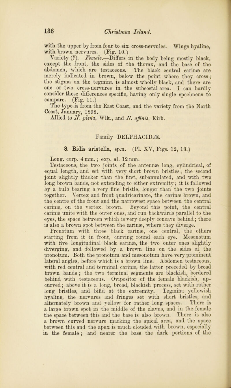 with the upper by from four to six cross-nervules. Wings hyaline, with brown nervures. (Fig. 10.) Variety (?). Female.—Differs in the body being mostly black, except the front, the sides of the thorax, and the base of the abdomen, which are testaceous. The black central carinse are merely indicated in brown, below the point where they cross; the stigma on the tegmina is almost wholly black, and there are one or two cross-nervures in the subcostal area. I can hardly consider these differences specific, having only single specimens to compare. (Fig. 11.) The type is from the East Coast, and the variety from the North Coast, January, 1898. Allied to N. plena, Wlk., and N. affinis, Kirb. Family DELPHACIDiE. 8. Bidis aristella, sp.n. (PI. XV, Figs. 12, 13.) Long. corp. 4 mm.; exp. al. 12 mm. Testaceous, the two joints of the antennae long, cylindrical, of equal length, and set with very short brown bristles; the second joint slightly thicker than the first, subannulated, and with two long brown hands, not extending to either extremity; it is followed by a bulb bearing a very fine bristle, longer than the two joints together. Vertex and front quadricarinate, the carinae brown, and the centre of the front and the narrowest space between the central carinae, on the vertex, brown. Beyond this point, the central carinae unite with the outer ones, and run backwards parallel to the eyes, the space between which is very deeply concave behind; there is also a brown spot between the carinae, where they diverge. Pronotum with three black carinae, one central, the others starting from it in front, curving round each eye. Mesonotum with five longitudinal black earinae, the two outer ones slightly diverging, and followed by a brown line on the sides of the pronotum. Both the pronotum and mesonotum have very prominent lateral angles, before which is a brown line. Abdomen testaceous, with red central and terminal carinae, the latter preceded by broad brown hands ; the two terminal segments are blackish, bordered behind with testaceous. Ovipositor of the female blackish, up- curved ; above it is a long, broad, blackish process, set with rather long bristles, and bifid at the extremity. Tegmina yellowish hyaline, the nervures and fringes set with short bristles, and alternately brown and yellow for rather long spaces. There is a large brown spot in the middle of the clavus, and in the female the space between this and the base is also brown. There is also a brown curved nervure marking the apical area, and the space between this and the apex is much clouded with brown, especially in the female ; and nearer the base the dark portions of the