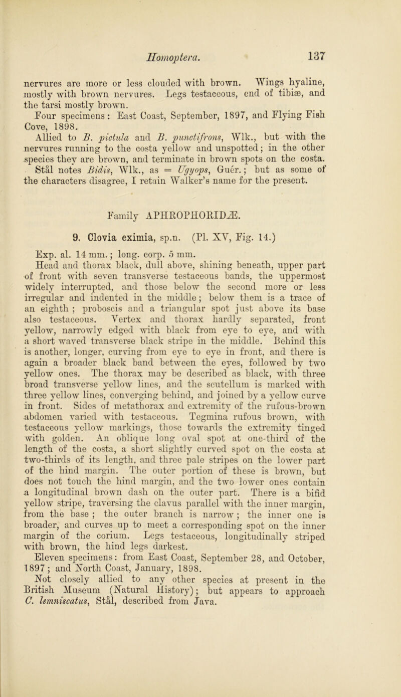 nervures are more or less clouded with brown. Wings hyaline, mostly with brown nervures. Legs testaceous, end of tibiae, and the tarsi mostly brown. Four specimens: East Coast, September, 1897, and Flying Fish Cove, 1898. Allied to B. pictula and B. punctifrons, AVlk., but with the nervures running to the costa yellow and unspotted; in the other species they are brown, and terminate in brown spots on the costa. Stal notes Bid is, Wlk., as = Ugyops, Guer.; but as some of the characters disagree, I retain Walker’s name for the present. Family APHROPHOllIDiE. 9. Clovia eximia, sp.n. (PI. XV, Fig. 14.) Exp. al. 14 mm.; long. corp. 5 mm. Head and thorax black, dull above, shining beneath, upper part of front with seven transverse testaceous bands, the uppermost widely interrupted, and those below the second more or less irregular and indented in the middle; below them is a trace of an eighth ; proboscis and a triangular spot just above its base also testaceous. Vertex and thorax hardly separated, front yellow, narrowly edged with black from eye to eye, and with a short waved transverse black stripe in the middle. Iiehind this is another, longer, curving from eye to eye in front, and there is again a broader black band between the eyes, followed by two yellow ones. The thorax may be described as black, with three broad transverse yellow lines, and the scutellum is marked with three yellow lines, converging behind, and joined by a yellow curve in front. Sides of metathorax and extremity of the rufous-brown abdomen varied with testaceous. Tegmina rufous brown, with testaceous yellow markings, those towards the extremity tinged with golden. An oblique long oval spot at one-third of the length of the costa, a short slightly curved spot on the costa at two-thirds of its length, and three pale stripes on the lower part of the hind margin. The outer portion of these is brown, but does not touch the hind margin, and the two lower ones contain a longitudinal brown dash on the outer part. There is a bifid yellow stripe, traversing the clavus parallel with the inner margin, from the base ; the outer branch is narrow ; the inner one is broader, and curves up to meet a corresponding spot on the inner margin of the corium. Legs testaceous, longitudinally striped with brown, the hind legs darkest. Eleven specimens: from East Coast, September 28, and October, 1897 ; and Xorth Coast, January, 1898. Hot closely allied to any other species at present in the Pritish Museum (Hatural History); but appears to approach C. lemniscatus, Stal, described from Java.