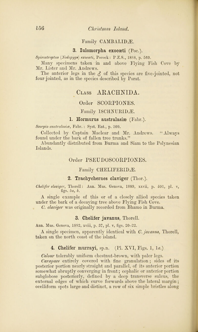 Family CAMBALIDiE. V 3. Iulomorpha exocoeti (Poc.). Spirostreptus (Nodopyge) exocoeti, Pocock: P.Z.S., 18S8, p. 560. Many specimens taken in and above Flying Fish Cove by Mr. Lister and Mr. Andrews. The anterior legs in the $ of this species are five-jointed, not four jointed, as in the species described by Porat. Class ARACHNIDA. % Order SCORPIOXES. Family ISCHRUPPILE. 1. Hormurus australasise (Fabr.). Scorpio australasiee, Fabr. : Syst. Ent., p. 309. Collected by Captain Maclcar and Mr. Andrews. “Always found under the bark of fallen tree trunks.” Abundantly distributed from Burma and Siam to the Polynesian Islands. Order PSEUDOSCORPIONES. Family CHELIFEBIDML 2. Trachychernes claviger (Thor.). Chelifer clavigcr, Thorell: Ann. Mus. Genova, 1889, xxvii, p. 591, pi. v, figs, da, b. A single example of this or of a closely allied species taken under the bark of a decaying tree above Flying Fish Cove. C. claviger was originally recorded from Bhamo in Burma. 3. Chelifer javanus, Thorell. Ann. Mus. Genova, 18S2, xviii, p. 37, pi. v, figs. 20-22. A single specimen, apparently identical with C. javanus, Thorell, taken on the north coast of the island. 4. Chelifer murrayi, sp.n. (PI. XYI, Figs. 1, lm) Colour tolerably uniform chestnut-brown, with paler legs. Carapace entirely covered with fine granulation; sides of its posterior portion nearly straight and parallel, of its anterior portion somewhat abruptly converging in front; cephalic or anterior portion subglobose posteriorly, defined by a deep transverse sulcus, the external edges of which curve forwards above the lateral margin; ocelliform spots large and distinct, a row of six simple bristles along