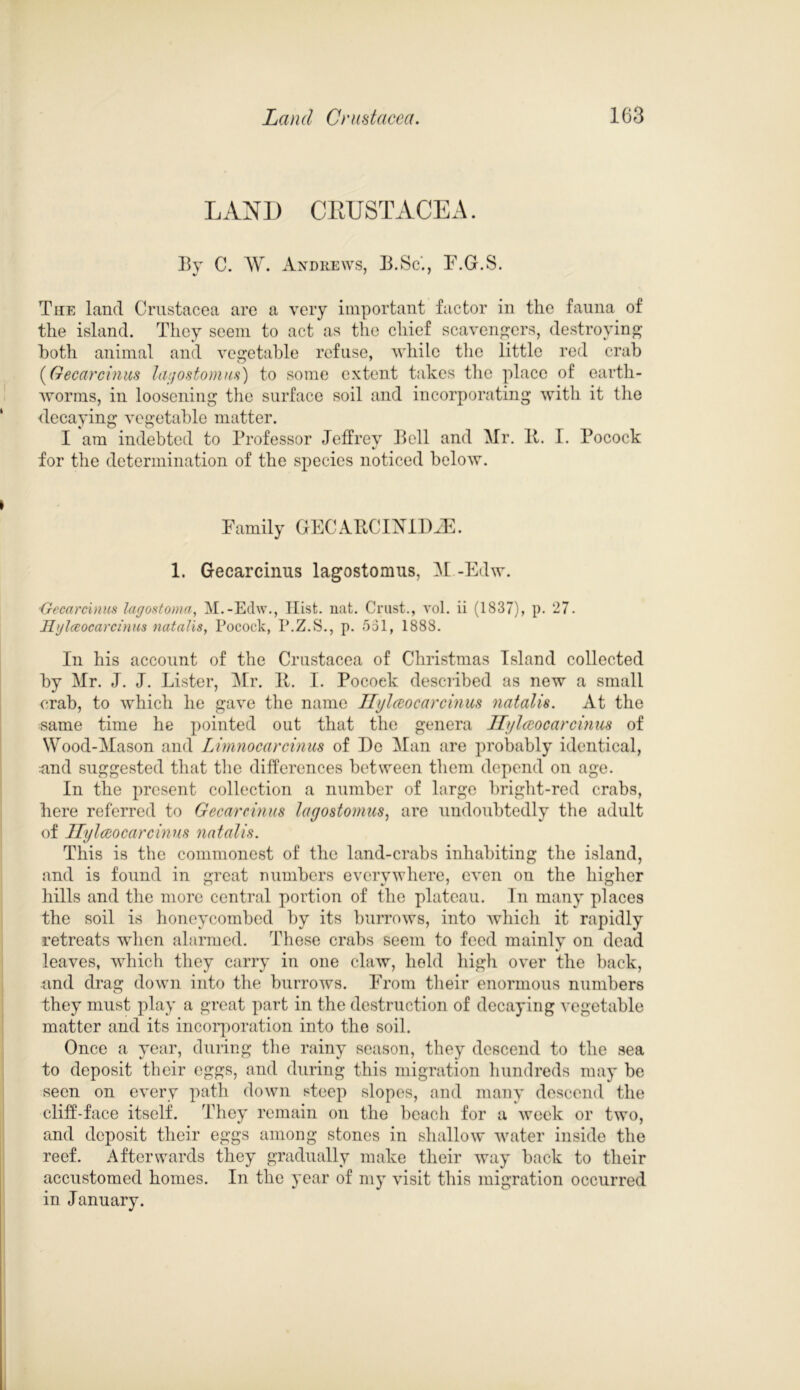 LAND CRUSTACEA. By C. W. Andrews, B.Sc'., F.G.S. The land Crustacea are a very important factor in the fauna of the island. They seem to act as the chief scavengers, destroying both animal and vegetable refuse, while the little red crab (Gecarcinus lagostomus) to some extent takes the place of earth- worms, in loosening the surface soil and incorporating with it the decaying vegetable matter. I am indebted to Professor Jeffrey Bell and Mr. It. I. Pocock •/ for the determination of the species noticed below. Family GECABCIXIDiE. 1. Gecarcinus lagostomus, M -Edw. ■Gecarcinus lagostoma, M.-Edw., Hist. nat. Crust., vol. ii (1837), p. 27. Hglceocarcinus natalis, Pocock, P.Z.S., p. 531, 1888. In his account of the Crustacea of Christmas Island collected by Mr. J. J. Lister, Mr. It. I. Pocoek described as new a small crab, to which he gave the name Ilylceoearcinus natalis. At the same time he pointed out that the genera Ilylceoearcinus of Wood-Mason and Limnocarcinus of Do Man are probably identical, nnd suggested that the differences between them depend on age. In the present collection a number of large bright-red crabs, here referred to Gecarcinus lagostomus, are undoubtedly the adult of Ilylceoearcinus natalis. This is the commonest of the land-crabs inhabiting the island, and is found in great numbers everywhere, even on the higher hills and the more central portion of the plateau. In many places the soil is honeycombed by its burrows, into which it rapidly retreats when alarmed. These crabs seem to feed mainly on dead leaves, which they carry in one claw, held high over the back, and drag down into the burrows. From their enormous numbers they must play a great part in the destruction of decaying vegetable matter and its incorporation into the soil. Once a year, during the rainy season, they descend to the sea to deposit their eggs, and during this migration hundreds may be seen on every path down steep slopes, and many descend the cliff-face itself. They remain on the beach for a week or two, and deposit their eggs among stones in shallow water inside the reef. Afterwards they gradually make their way back to their accustomed homes. In the year of my visit this migration occurred in January.