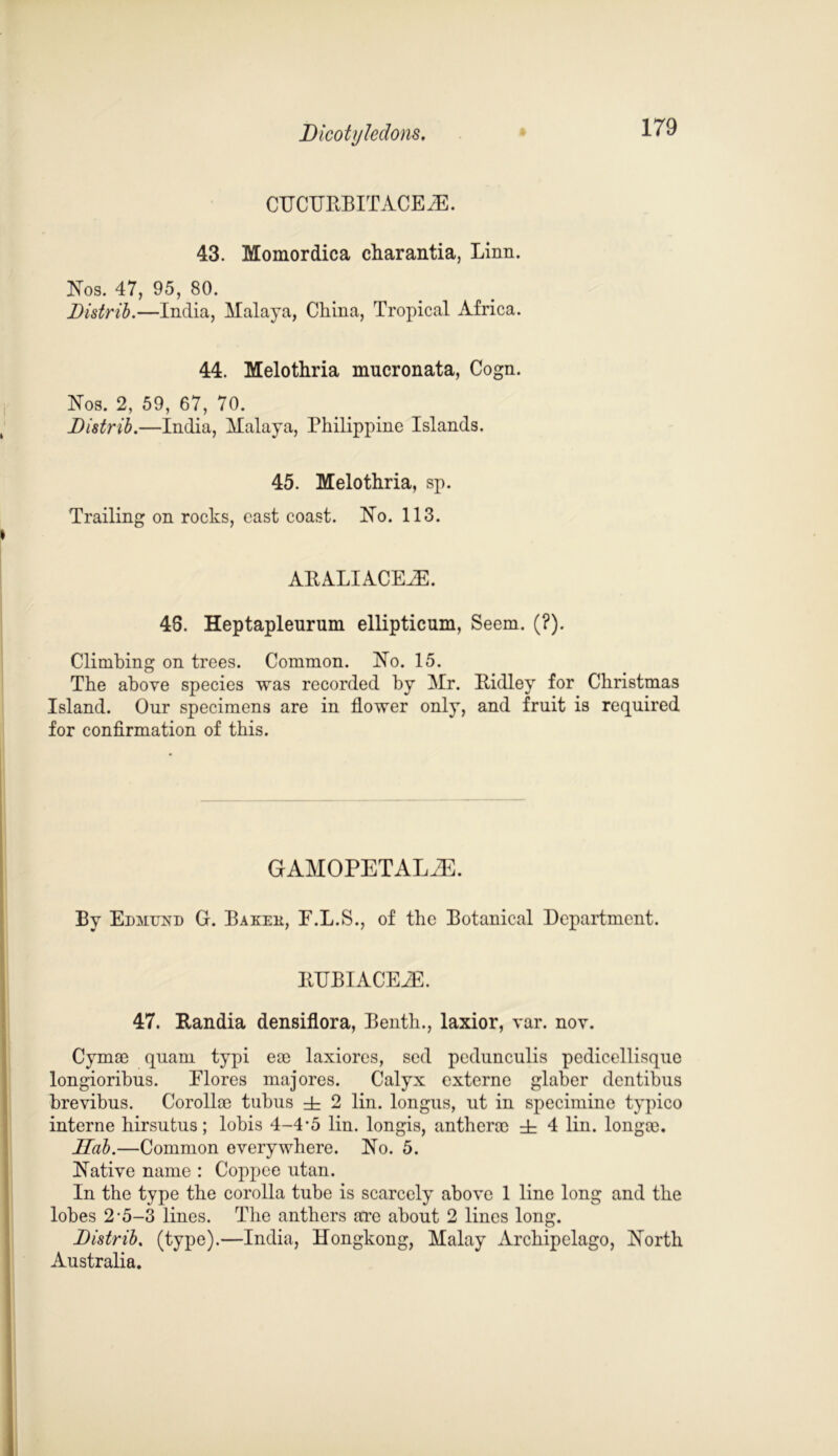 CHCURBITACEiE. 43. Momordica charantia, Linn. Nos. 47, 95, 80. Distrib.—India, Malaya, China, Tropical Africa. 44. Melothria mucronata, Cogn. Nos. 2, 59, 67, 70. Distrib.—India, Malaya, Philippine Islands. 45. Melothria, sp. Trailing on rocks, cast coast. No. 113. ARALIACEiE. 48. Heptapleurum ellipticum, Seem. (?). Climbing on trees. Common. No. 15. The above species was recorded by Mr. Ridley for Christmas Island. Our specimens are in flower only, and fruit is required for confirmation of this. GAMOPETAL2E. By Edmund G. Baked, E.L.S., of the Botanical Department. RTJBIACEiE. 47. Randia densiflora, Benth., laxior, var. nov. Cymae quam typi ea) laxiores, sed pedunculis pcdicellisque longioribus. Elores majores. Calyx externe glaber dentibus brevibus. Corollae tubus ± 2 lin. longus, ut in specimine typico interne hirsutus; lobis 4-4-5 lin. longis, anthene ± 4 lin. longa). Hab.—Common everywhere. No. 5. Native name : Coppee utan. In the type the corolla tube is scarcely above 1 line long and the lobes 2*5-3 lines. The anthers are about 2 lines long. Distrib. (type).—India, Hongkong, Malay Archipelago, North Australia.