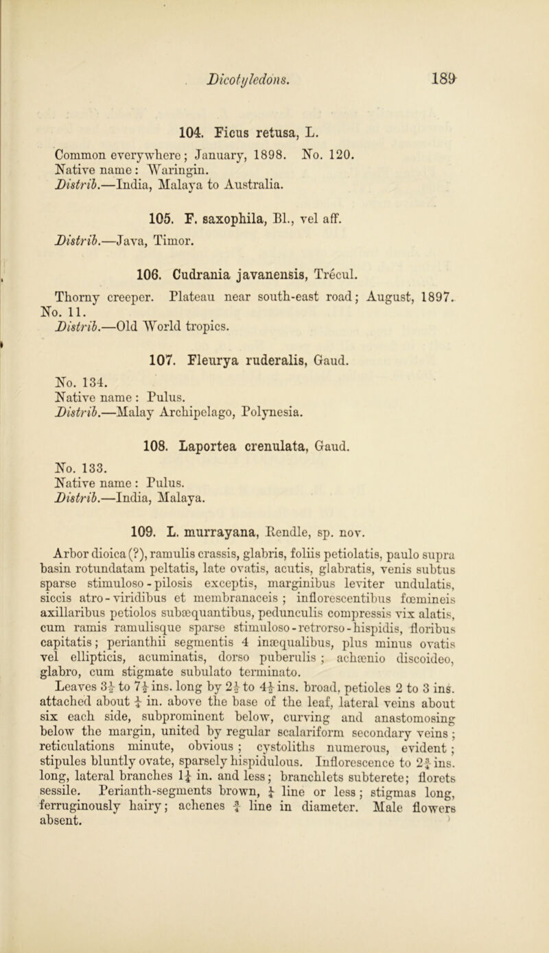 104. Ficus retusa, L. Common every where; January, 1898. No. 120. Native name : Warm gin. Distrib.—India, Malaya to Australia. 105. F. saxophila, Bl., vel aff. Distrib.—Java, Timor. 106. Cudrania javanensis, Trecul. Thorny creeper. Plateau near south-east road; August, 1897. No. 11. Distrib.—Old World tropics. 107. Fleurya ruderalis, Gaud. No. 134. Native name: Pulus. Distrib.—Malay Archipelago, Polynesia. 108. Laportea crenulata, Gaud. No. 133. Native name: Pulus. Distrib.—India, Malaya. 109. L. murrayana, Rendle, sp. nov. Arhor dioica(?), ramulis crassis, glahris, foliis petiolatis, paulo supra hasin rotundatam peltatis, late ovatis, acutis, glabratis, venis subtus sparse stimuloso - pilosis exceptis, marginibus leviter undulatis, siccis atro - viridihus et memhranaceis ; inflorescentihus fcemineis axillaribus petiolos suhsequantihus, pedunculis compressis vix alatis, cum ramis ramulisque sparse stimuloso -retrorso-hispidis, floribus capitatis; perianthii segmentis 4 inaequalibus, plus minus ovatis vel ellipticis, acuminatis, dorso puberulis ; achaenio discoideo, glahro, cum stigmate subulato terminato. Leaves 3} to H ins. long hy 21- to 44 ins. broad, petioles 2 to 3 ins. attached about £ in. above the base of the leaf, lateral veins about six each side, subprominent below, curving and anastomosing below the margin, united hy regular scalariform secondary veins ; reticulations minute, obvious ; cystolitlis numerous, evident ; stipules bluntly ovate, sparsely hispidulous. Inflorescence to 2£ ins. long, lateral branches 1£ in. and less; branchlets subterete; florets sessile. Perianth-segments brown, 4 line or less; stigmas long, ferruginously hairy; achenes £ line in diameter. Male flowers absent.