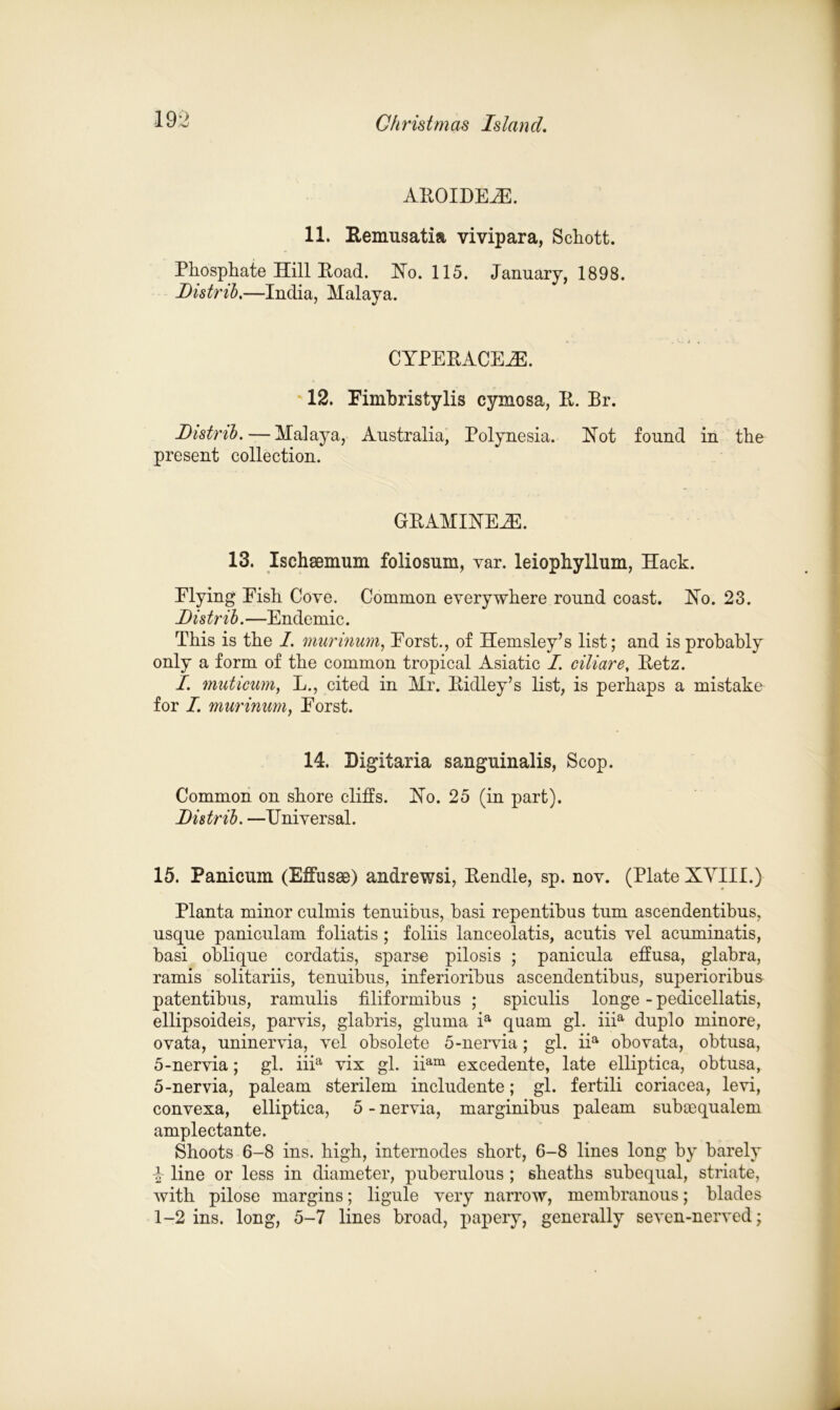 AROIDEiE. 11. Remusatm vivipara, Schott. Phosphate Hill Road. Ho. 115. January, 1898. Listrib.—India, Malaya. CYPERACE2E. 12. Eimbristylis cymosa, R. Br. Listnb. — Malaya, Australia, Polynesia. Hot found in the present collection. GRAMIHEiE. 13. Ischsemum foliosum, var. leiophyllum, Hack. Plying Pish Cove. Common everywhere round coast. Ho. 23. listrib.—Endemic. This is the I. murinum, Porst., of Hemsley’s list; and is probably only a form of the common tropical Asiatic I. ciliare, Retz. /. muticum, L., cited in Mr. Ridley’s list, is perhaps a mistake for I. murinum, Porst. 14. Digitaria sanguinalis, Scop. Common on shore cliffs. Ho. 25 (in part). Listrib. —Universal. 15. Panicum (Effusas) andrewsi, Rendle, sp. nov. (Plate XYIII.) Planta minor culmis tenuibus, basi repentibus turn ascendentibus, usque paniculam foliatis; foliis lanceolatis, acutis vel acuminatis, basi oblique cordatis, sparse pilosis ; panicula effusa, glabra, ramis solitariis, tenuibus, inferioribus ascendentibus, superioribus patentibus, ramulis filiformibus ; spiculis longe - pedicellatis, ellipsoideis, parvis, glabris, gluma ia quani gl. iiia duplo minore, ovata, uninervia, vel obsolete 5-nervia; gl. iia obovata, obtusa, 5-nervia; gl. iiia vix gl. iiam excedente, late elliptica, obtusa, 5-nervia, paleam sterilem includente; gl. fertili coriacea, levi, convexa, elliptica, 5 - nervia, marginibus paleam suboequalem amplectante. Shoots 6-8 ins. high, internodes short, 6-8 lines long by barely p line or less in diameter, puberulous ; sheaths subequal, striate, with pilose margins; ligule very narrow, membranous; blades 1-2 ins. long, 5-7 lines broad, papery, generally seven-nerved;