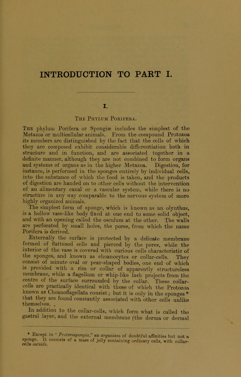 INTRODUCTION TO PART I. I. The Phylum Porifeba. The phylum Porifera or Spongise includes the simplest of the Metazoa or multicellular animals. From the compound Protozoa its members are distinguished by the fact that the cells of which they are composed exhibit considerable differentiation both in structure and in function, and are associated together in a definite manner, although they are not combined to form organs and systems of organs as in the higher Metazoa. Digestion, for instance, is performed in the sponges entirely by individual cells, into the substance of which the food is taken, and the products of digestion are handed on to other cells without the intervention of an alimentary canal or a vascular system, while there is no structure in any way comparable to the nervous system of more highly organized animals. The simplest form of sponge, which is known as an olynthus, is a hollow vase-like body fixed at one end to some solid object, and with an opening called the osculum at the other, walls are perforated by small holes, the pores, from which the name Porifera is derived. Externally the surface is protected by a delicate membrane formed of flattened cells and pierced by the pores, while the interior of the vase is covered with curious cells characteristic of the sponges, and known as choanocytes or collar-cells. They consist of minute oval or pear-shaped bodies, one end of which is provided with a rim or collar of apparently structureless membrane, while a flagellum or whip-like lash projects from the centre of the surface surrounded by the collar. These collar- cells are practically identical with those of which the Protozoa known as Choanoflagellata consist; but it is only in the sponges* that they are found constantly associated with other cells unlike themselves. . In addition to the collar-cells, which form what is called the gastral layer, and the external membrane (the derma or dermal * Except in “ Proterospongia, an organism of doubtful affinities but not a sponge. It consists of a mass of jelly containing ordinary cells, with collar- cells outside.