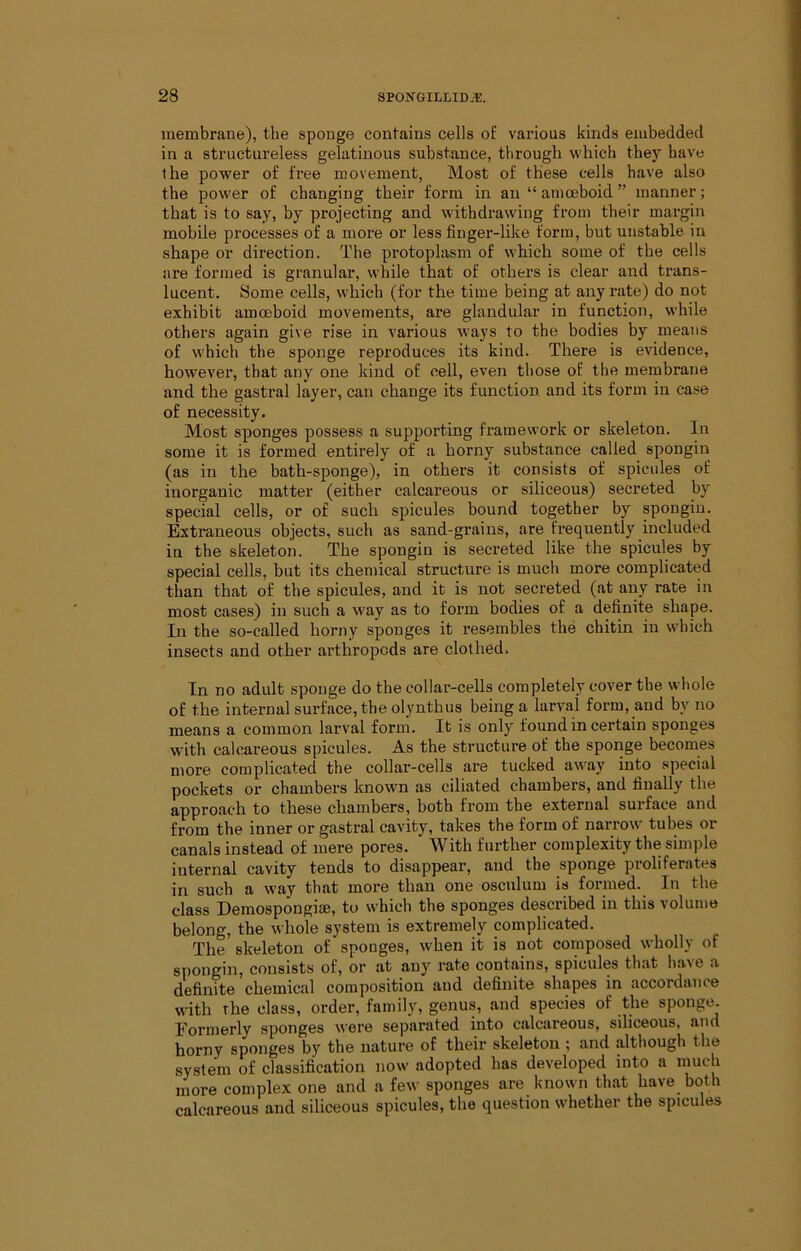 membrane), the sponge contains cells o£ various kinds embedded in a structureless gelatinous substance, through which they have the power of free movement. Most of these cells have also the power of changing their form in an “ amoeboid ” manner; that is to say, by projecting and withdrawing from their margin mobile processes of a more or less finger-like form, but unstable in shape or direction. The protoplasm of which some of the cells iire formed is granular, while that of others is clear and trans- lucent. Some cells, which (for the time being at any rate) do not exhibit amoeboid movements, are glandular in function, while others again give rise in various ways to the bodies by means of which the sponge reproduces its kind. There is evidence, however, that any one kind of cell, even those of the membrane and the gastral layer, can change its function and its form in case of necessity. Most sponges possess a supporting framework or skeleton. In some it is formed entirely of a horny substance called spongin (as in the bath-sponge), in others it consists of spicules of inorganic matter (either calcareous or siliceous) secreted by special cells, or of such spicules bound together by spongin. Extraneous objects, such as sand-grains, are frequently included in the skeleton. The spongin is secreted like the spicules by special cells, but its chemical structure is much more complicated than that of the spicules, and it is not secreted (at any rate in most cases) in such a way as to form bodies of a definite shape. In the so-called horny sponges it resembles the chitin in which insects and other arthropods are clothed. In no adult sponge do the collar-cells completely cover the whole of the internal surface, the olynthus being a larval form, and by no means a common larval form. It is only found in certain sponges with calcareous spicules. As the structure of the sponge becomes more complicated the collar-cells are tucked away into special pockets or chambers known as ciliated chambers, and finally the approach to these chambers, both from the external surface and from the inner or gastral cavity, takes the form of narrow tubes or canals instead of mere pores. With further complexity the simple internal cavity tends to disappear, and the sponge proliferates in such a way that more than one osculum is formed. In the class Demospongise, to which the sponges described in this volume belong, the whole system is extremely complicated. The skeleton of sponges, when it is not composed wholly of spongin, consists of, or at any rate contains, spicules that have a definite chemical composition and definite shapes in accordance with The class, order, family, genus, and species of the sponge. Eormerly sponges were separated into calcareous, siliceous, and horny sponges by the nature of their skeleton ; and although the system of classification now adopted has developed into a much more complex one and a few sponges are known that have both calcareous and siliceous spicules, the question whether the spicules