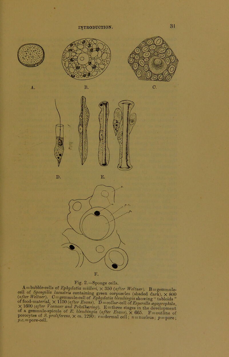 Fig. 2.—Sponge cells. muUeri, x 350 {a.ftcr Weliner). B=gemmule- ot bponffiUalacusMs containing green corpuscles (shaded dark), X 800 r C=gemmule-cell of Ephi/daHa blevibimia showing “ tabloids ” of food-material X 1160 {after Evans). D=collar-cell oiEspwella aqagrophUa, X 1600 {after Fosmaer and Pekclharing). E=three stages in the derelopment of a gemmule-.spicule ot E. blembingia {after Evans), X 665. P=outline of porocytesof S.pro^^/cm^s, X ca. 1290: c=dernml cell; « = nucleus- »=nore- p.c.=pore-cell. < .t' ^,