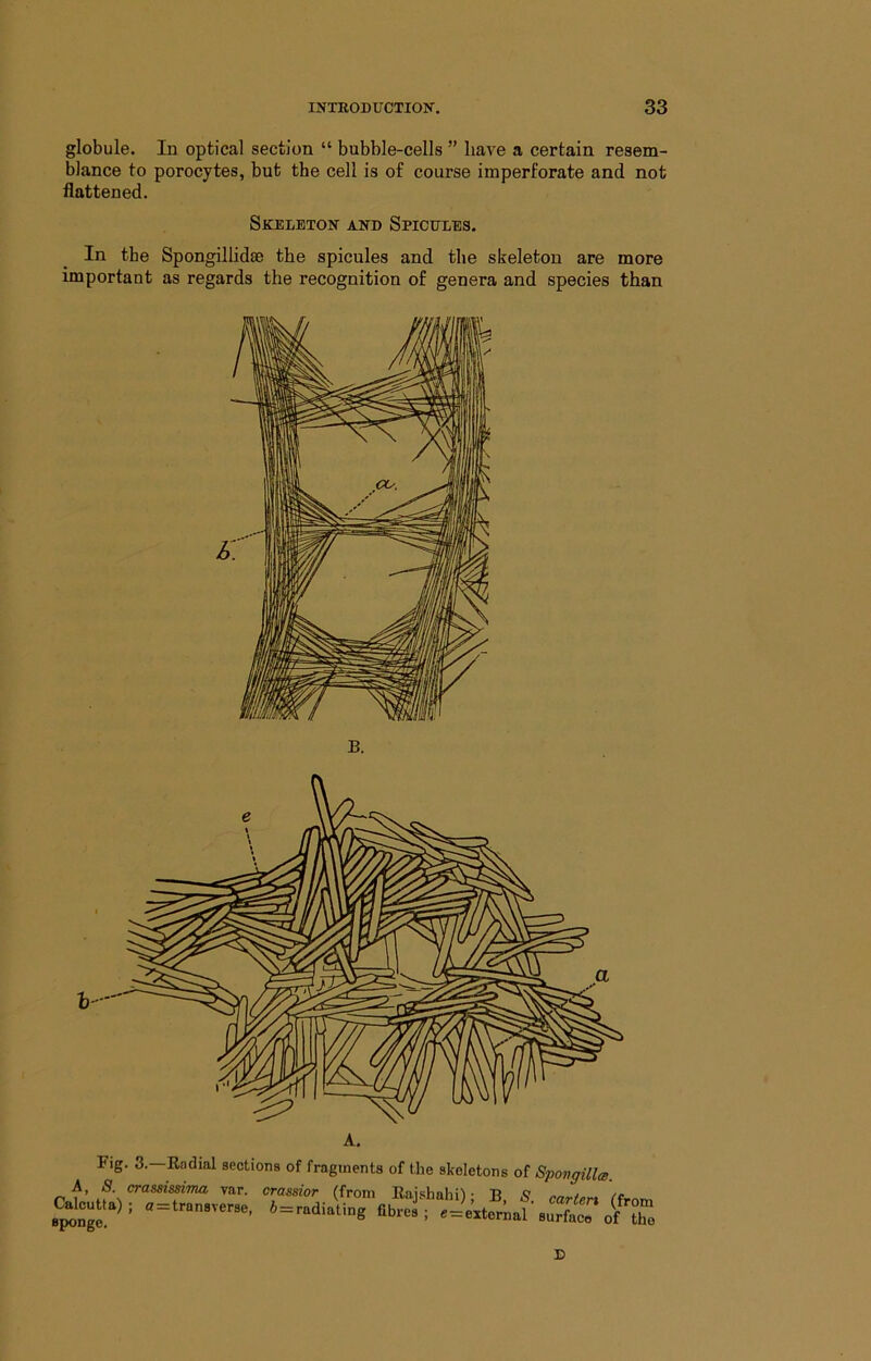 globule. In optical section “ bubble-cells ” have a certain resem- blance to porocytes, but the cell is of course imperforate and not flattened. Skeleton and Spicules. In the Spongillidfe the spicules and the skeleton are more important as regards the recognition of genera and species than B. Fig. 3.—Radial sections of fragments of the skeletons of SpongillcB. A, 8. crassissiTna var. crassior (from Raishahi^ • T? / /r D