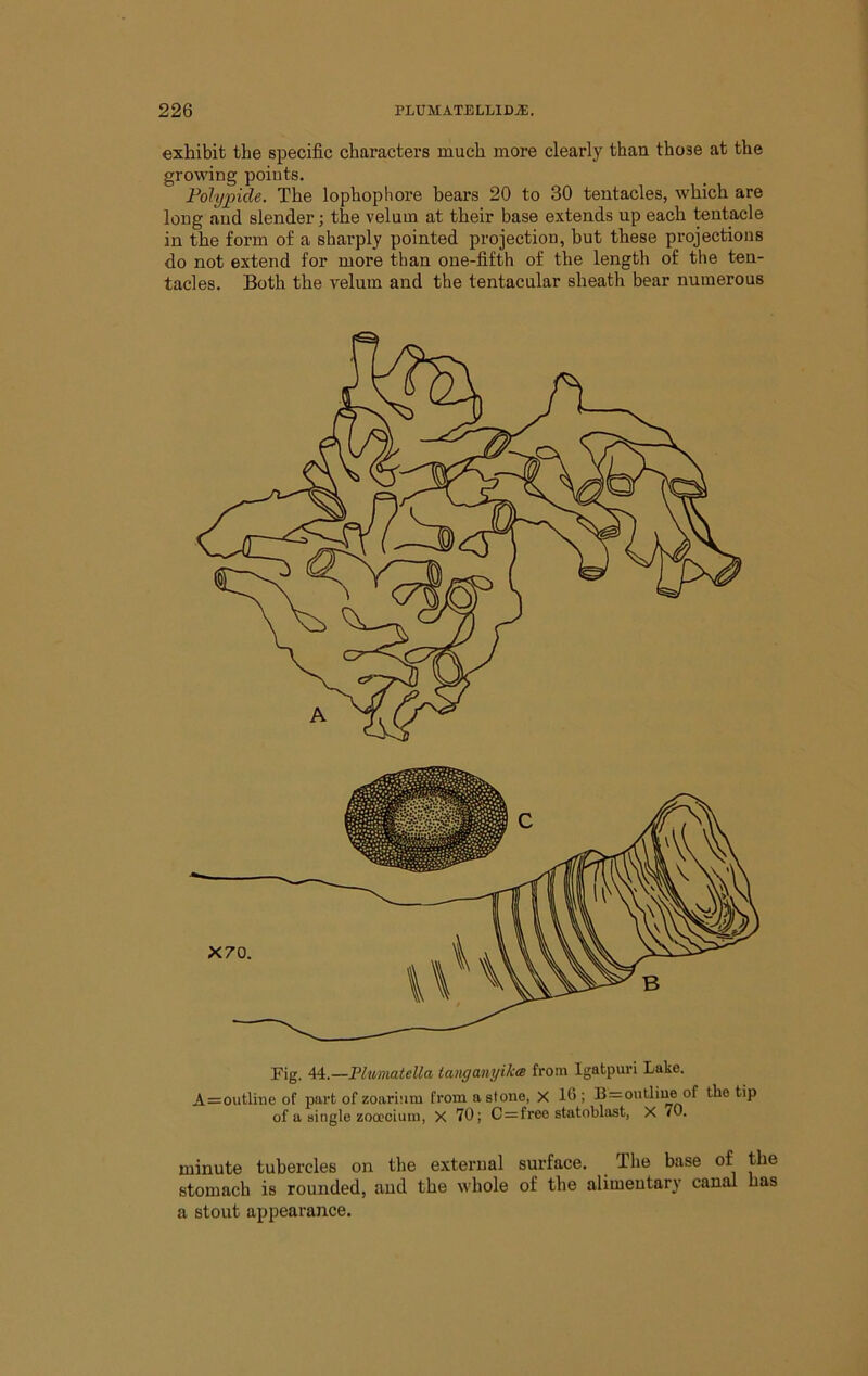 exhibit the specific characters much more clearly than those at the growing points. Pdlypide. The lophophore bears 20 to 30 tentacles, which are long and slender; the velum at their base extends up each tentacle in the form of a sharply pointed projection, but these projections do not extend for more than one-fifth of the length of the ten- tacles. Both the velum and the tentacular sheath bear numerous Fig. 44.—Plumatella tanganyika from Igatpuri Lake. A=outline of part of zoariiim from a stone, X 16 ; B=outliue of the tip of a single zooccium, X 70; C=freo statoblast, X 70. minute tubercles on the external surface. The base of the stomach is rounded, aud the whole of the alimentary canal has a stout appearance.