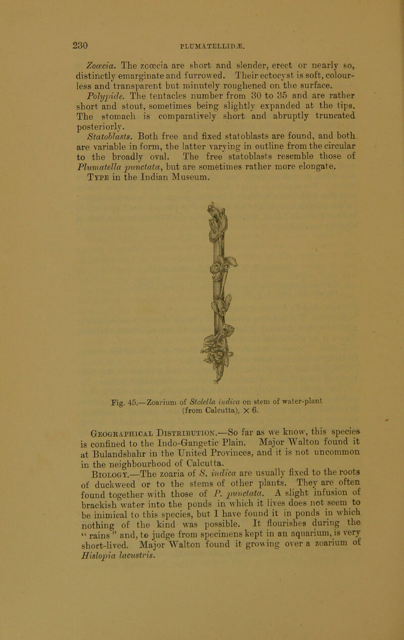 Zoopcia. The zocecia are short and slender, erect or nearl)' so, distinctly emarginate and furrowed. Their eetocyst is soft, colour- less and trans])arent but minutely roughened on the surface. Polypide. The tentacles number from 30 to 35 and are rather short and stout, sometimes being slightly expanded at the tips. The stomach is comparatively short and abruptly truncated posteriorly. Statollasts. Both free and fixed staloblasts are found, and both are variable in form, the latter varying in outline from the circular to the broadly oval. The free statoblasts resemble those of PlumateUa punctata, but are sometimes rather more elongate. Type in the Indian Museum. Fig. 45.—Zoai-ium of Stolella indica on stem of water-plant (from Calcutta), X 6. Geogeaphical Disteibution.—So far as we know, this species is confined to the Indo-Gangetic Plain. Major Walton found it at Bulandshahr in the United Provinces, and it is not uncommon in the neighbourhood of Calcutta. Biology.—The zoaria of S. indica are usually fixed to the roots of duckweed or to the stems of other plants. They are often found together with those of P. punctata. A slight infusion of brackish water into the ponds in which it lives does not seem to be inimical to this species, but I have found it in ponds in which nothing of the kind was possible. It flourishes during the “ rains ” and, te judge from specimens kept in an aquarium, is very short-lived. Major Walton found it growing over a zoarium of Hislopia lacustris.