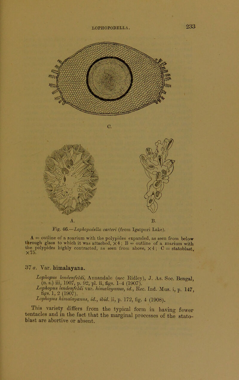 \ 0. Fig. 46.—Lophopodella carieri (from Igatpuri Lake). A = outline of a zoarium with the polypides expanded, as seen from below through glass to which it was attached, X4; B = outline of a zoarium with the polypides highly contracted, as seen from above, X4; C = statoblast X75. 37 a. Var. himalayana. LopJiopm lemlenfddi, Anuandale {nec Eidley), J. As. Soc. Bengal, (n. 8.) iii, 1907, p. 92, pi. ii, figs. 1-4 (1907). Lnphopus lendevfeldi y&r. himalauanus, id., Rec. Ind. Miis. i. n 147 figs. 1,2 (1907). ’ » P- > Lophopus himalmjanus, id., ibid, ii, p. 172, fig-. 4 (1908). This variety differs from the typical form in having fewer tentacles and in the fact that the marginal processes of the stato- blast are abortive or absent.