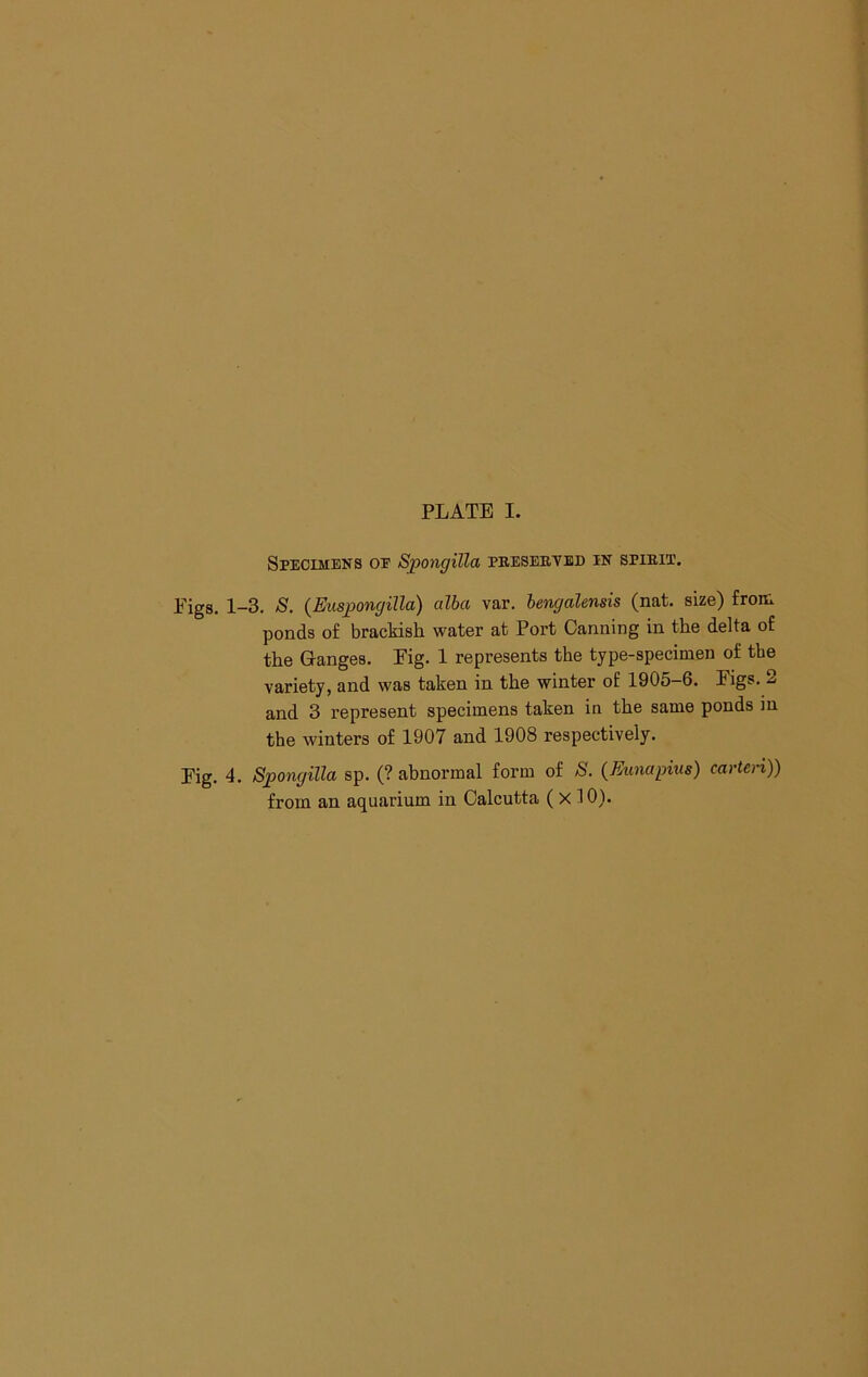 Specimens oe Spongilla pbesebyed in spieit. Figs, 1-3. S. {Euspongilla) alba var. bengalensis (nat. size) from ponds of brackish water at Port Canning in the delta of the Ganges. Fig. 1 represents the type-specimen of the variety, and was taken in the winter of 1905-6. Figs. 2 and 3 represent specimens taken in the same ponds in the winters of 1907 and 1908 respectively. Fig. 4. Spongilla sp. (? abnormal form of S. (Eunapius) carten)) from an aquarium in Calcutta ( x 10).