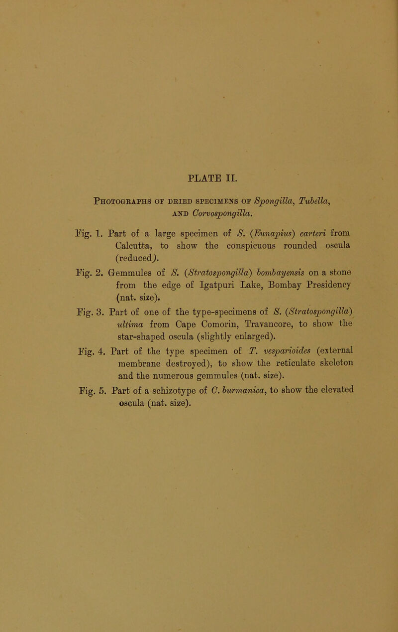 Photogeaphs op deibd sPEcmPNS OP Spongilla, Tubella, AND Oorvospongilla. Eig. 1. Part of a large specimen of S. (Eunapius) carteri from Calcutta, to show the conspicuous rounded oscula (reduced). Eig. 2. Gemmules of S. (Stratospongilla) bombayensis on a stone from the edge of Igatpuri Lake, Bombay Presidency (nat. size). Eig. 3. Part of one of the type-specimens of S. {Stratospongilla) ultima from Cape Comorin, Travancore, to show the star-shaped oscula (slightly enlarged). Eig. 4. Part of the type specimen of T. vesparioides (external membrane destroyed), to show the reticulate skeleton and the numerous gemmules (nat. size). Eig. 5. Part of a schizotype of G. burmanica, to show the elevated oscula (nat. size).