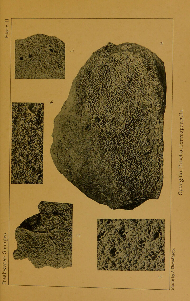 Freshwater Sponges. Spongilla, Tui ella, Corvo sp ongilla.