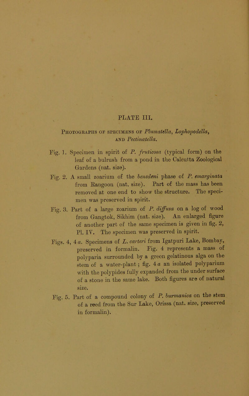 Photographs op specimens op Plumatdla, Lophopodella, AND Pectinatella. Pig. 1. Specimen in spirit o£ P. fruticosa (typical form) on the leaf of a bulrush from a pond in the Calcutta Zoological Gardens (nat. size). Pig. 2, A small zoarium of the henedeni phase of P. emarginata from Eangoon (nat. size). Part of the mass has been removed at one end to show the structure. The speci- men was preserved in spirit. Pig. 3. Part of a large zoarium of P. diffusa on a log of wood from Gangtok, Sikhim (nat. size). An enlarged figure of another part of the same specimen is given in fig. 2, PI. IV. The specimen was preserved in spirit. Pigs. 4, 4 a. Specimens of L. carteri from Igatpuri Lake, Bombay, preserved in formalin. Pig. 4 represents a mass of polyparia surrounded by a green gelatinous alga on the stem of a water-plant; fig. 4 a an isolated polyparium with the polypides fully expanded from the under surface of a stone in the same lake. Both figures are of natural size. Pig. 5. Part of a compound colony of P. bw'manica on the stem of a reed from the Sur Lake, Orissa (nat. size, preserved in formalin).