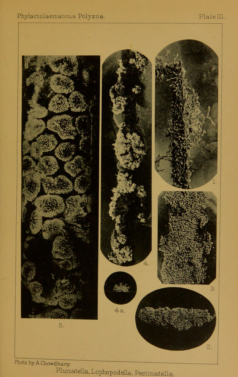 Plumatella. LopliopodelLa. Pectinatella.