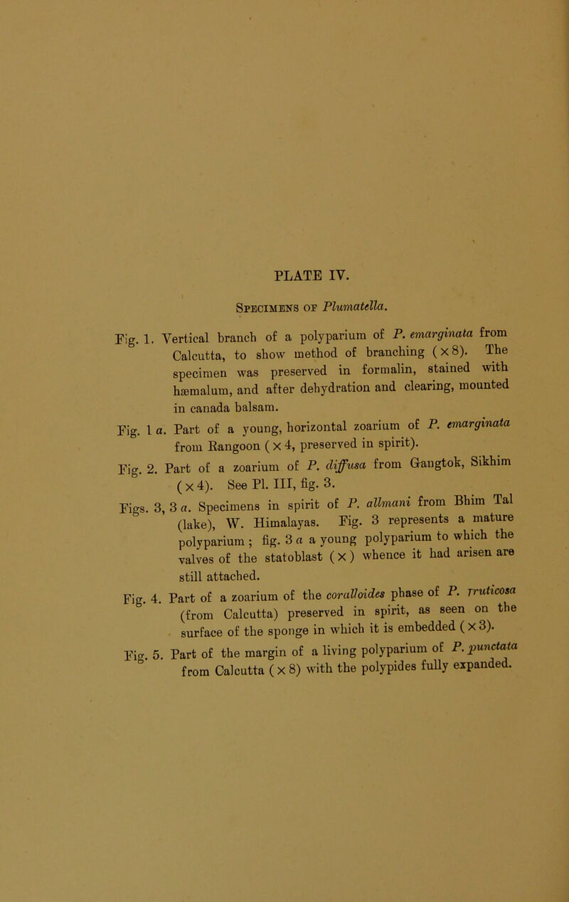 Specimens oe Plumatella. Fig. 1. Vertical branch of a polyparium of P. emarginata from Calcutta, to show method of branching (x8). The specimen was preserved in formalin, stained with hffimalum, and after dehydration and clearing, mounted in Canada balsam. Fig. 1 a. Part of a young, horizontal zoarium of P. emarginata from Kangoon ( x 4, preserved in spirit). Fig. 2. Part of a zoarium of P. diffusa from Gangtok, Sikhim (x4). See PI. Ill, fig. 3. Figs. 3, 3 a. Specimens in spirit of P. allmani from Bhim Tal (lake), W. Himalayas. Fig. 3 represents a mature polyparium ; fig. 3 « a young polyparium to which the valves of the statoblast ( x) whence it had arisen are still attached. Fig. 4. Part of a zoarium of the coraVoides phase of P. fruticosa (from Calcutta) preserved in spirit, as seen on the surface of the sponge in which it is embedded ( x 3). Fig. 5. Part of the margin of a living polyparium of P. pu7icto<a from Calcutta (X 8) with the polypides fully expanded.