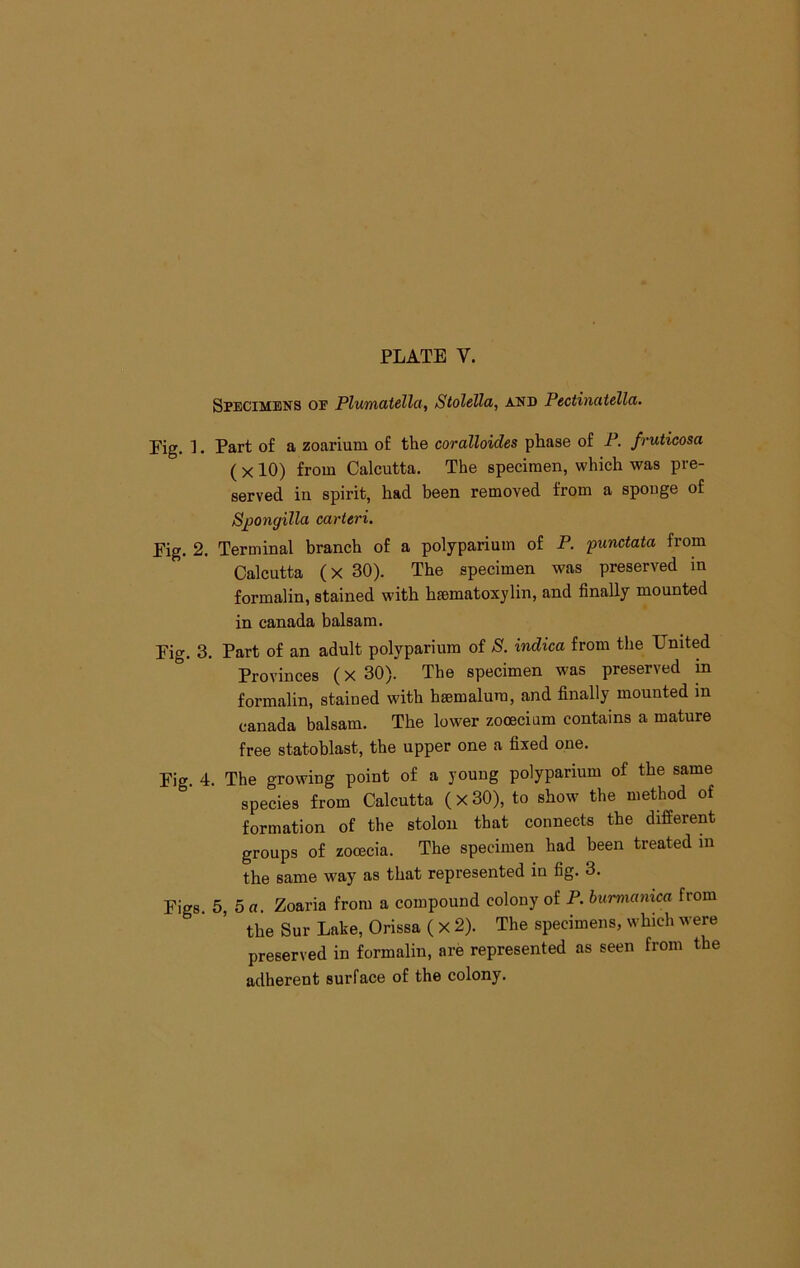 Specimens of Plumatella, Stolella, and Pectinatella. Fig. 1. Part of a zoarium of the coralloides phase of P. fruticosa ( X10) from Calcutta. The specimen, which was pre- served ill spirit, had been removed from a sponge of Sjoongilla carteri. Fig. 2. Terminal branch of a polyparium of P. punctata from Calcutta (X 30). The specimen was preserved m formalin, stained with hiematoxylin, and finally mounted in Canada balsam. Fig. 3. Part of an adult polyparium of S. indica from the United Provinces (x 30). The specimen was preserved in formalin, stained with hsemalura, and finally mounted m Canada balsam. The lower zooecium contains a mature free statoblast, the upper one a fixed one. Fig. 4. The growing point of a young polyparium of the same species from Calcutta (x 30), to show the method of formation of the stolon that connects the different groups of zocEcia. The specimen had been treated in the same way as that represented in fig. 3. Figs. 5, 5 a. Zoaria from a compound colony of P. burmanica from the Sur Lake, Orissa ( X 2). The specimens, which were preserved in formalin, are represented as seen from the adherent surface of the colony.