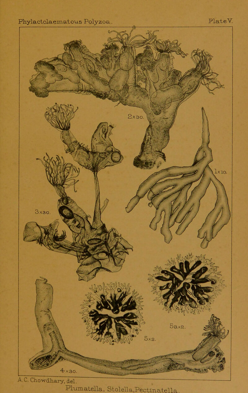 A.C. Cho-wdhary, del Plumatella, Stolella.Pectmatella