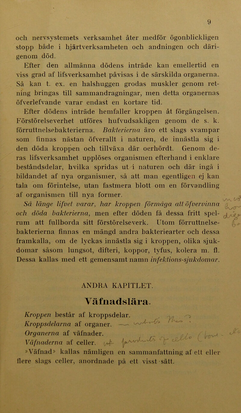 och nervsystemets verksamhet åter medför ögonblickligen stopp både i hjärtverksamheten och andningen och däri- genom död. Efter den allmänna dödens inträde kan emellertid en viss grad af lifsverksamhet påvisas i de särskilda organerna. Så kan t. ex. en halshuggen grodas muskler genom ret- ning bringas till sammandragningar, men detta organernas öfverlefvande varar endast en kortare tid. Efter dödens inträde hemfaller kroppen åt förgängelsen. Förstörelseverhet utföres hufvudsakligen genom de s. k. förruttnelsebakterierna. Bakterierna äro ett slags svampar som finnas nästan öfverallt i naturen, de innästla sig i den döda kroppen och tillväxa där oerhördt. Genom de- ras lifsverksamhet upplöses organismen efterhand i enklare beståndsdelar, hvilka spridas ut i naturen och där ingå i bildandet af nya organismer, så att man egentligen ej kan tala om förintelse, utan fastmera blott om en förvandling af organismen till nya former. Wv {✓'T Så länge lifvet varar, har kroppen förmåga att öfvervinna och döda bakterierna, men efter döden få dessa fritt spel- g 0 rum att fullborda sitt förstörelseverk. Utom förruttnelse- bakterierna finnas en mängd andra bakteriearter och dessa framkalla, om de lyckas innästla sig i kroppen, olika sjuk- domar såsom lungsot, difteri, koppor, tyfus, kolera m. fl. Dessa kallas med ett gemensamt namn infektionssjukdomar. ANDRA KAPITLET. Väfnad slära. Kroppen består af kroppsdelar. O Kroppsdelarna af organer. — Organerna af väfnader. Väfnaderna af celler. ^ »Väfnad» kallas nämligen en sammanfattning af ett eller flere slags celler, anordnade på ett visst sätt.