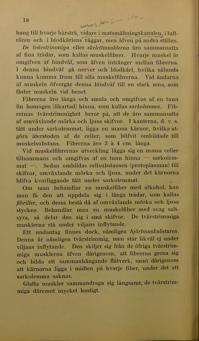 Ur^<> hang till hvarje hårstrå, vidare i matsmältningskanalen, i luft- rören och i blodkärlens väggar, men äfven på andra ställen. De tvärstrimmiga eller skelettmusklerna äro sammansatta af fina trådar, som kallas muskelfibrer. Hvarje muskel är omgifven af bindväf, som äfven intränger mellan fibrerna. I denna bindväf gå nerver och blodkärl, hvilka sålunda kunna komma fram till alla muskelfibrerna. Vid ändarna af muskeln öfvergår denna bindväf till en stark sena, som fäster muskeln vid benet. Fibrerna äro långa och smala och omgifvas af en tunn fin homogen (likartad) hinna, som kallas sarkolemma. Fib- rernas tvärstrimmighet beror på, att de äro sammansatta af omväxlande mörka och ljusa skifvor. I kanterna, d. v. s. tätt under sarkolemmat, ligga en massa kärnor, hvilka ut- göra återstoden af de celler, som blifvit ombildade till muskelsubstans. Fibrerna äro 3 å 4 cm. långa. Vid muskelfibrernas utveckling lägga sig en massa celler tillsammans och omgifvas af en tunn hinna — sarkolem- mat —. Sedan ombildas cellsubstansen (protoplasman) till skifvor, omväxlande mörka och ljusa, under det kärnorna blifva kvarliggande tätt under sarkolemmat. Om man behandlar en muskelfiber med alkohol, kan man få den att uppdela sig i långa trådar, som kallas fibriller, och dessa bestå då af omväxlande mörka och ljusa stycken. Behandlar man en muskelfiber med svag salt- syra, så delar den sig i små skifvor. De tvärstrimmiga musklerna stå under viljans inflytande. Ett undantag finnes dock, nämligen hjärtmuskulaturen. Denna är nämligen tvärstrimmig, men står likväl ej under viljans inflytande. Den skiljer sig från de öfriga tvärstrim- miga musklerna äfven därigenom, att fibrerna grena sig och bilda ett sammanhängande flätverk, samt därigenom att kärnorna ligga i midten på hvarje fiber, under det att sarkolemma saknas. Glatta muskler sammandraga sig långsamt, de tvärstrim- miga däremot mycket hastigt.