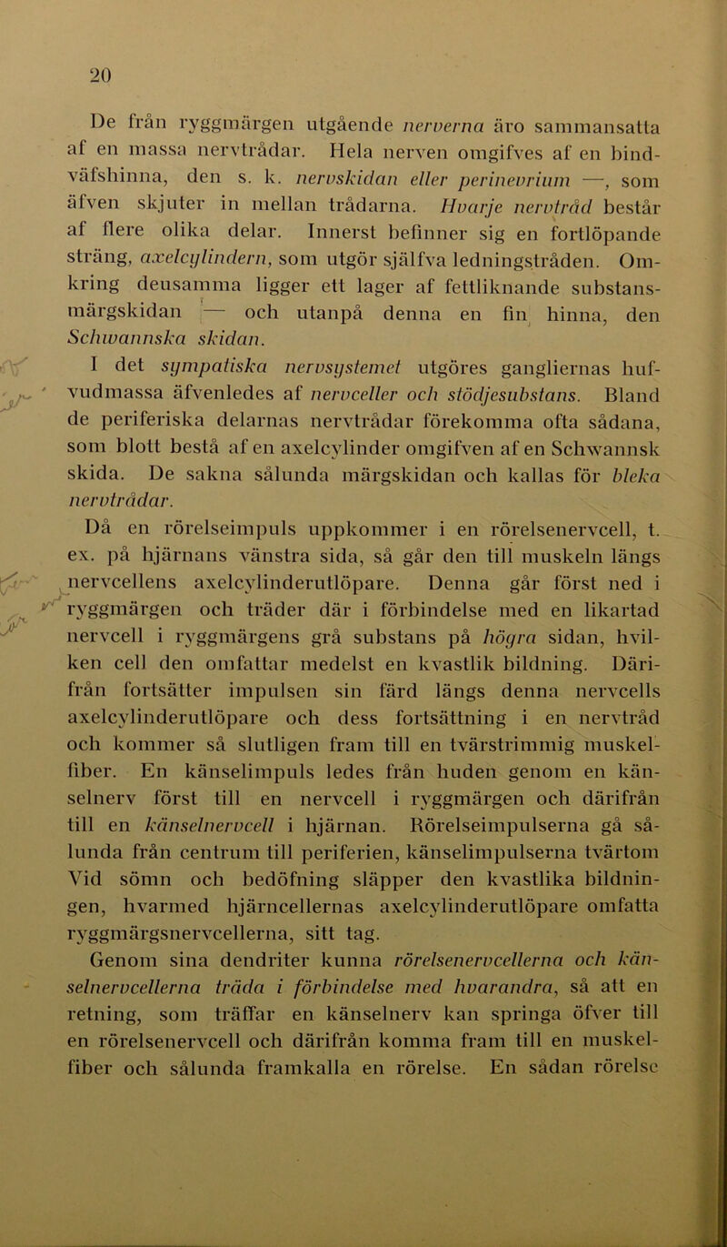 De från ryggmärgen utgående nerverna äro sammansatta al en massa nervtrådar. Hela nerven omgifves af en bind- väfshinna, den s. k. nervskidan eller perinevrium —, som älven skjuter in mellan trådarna. Hvarje nervtråd består al flere olika delar. Innerst befinner sig en fortlöpande sträng, axelcylindern, som utgör själfva ledningstråden. Om- kring deusamma ligger ett lager af fettliknande substans- märgskidan — och utanpå denna en fin hinna, den Sclnvannska skidan. I det sympatiska nervsystemet utgores gangliernas huf- vudmassa äfvenledes af nervceller och stödjesuhstans. Bland de periferiska delarnas nervtrådar förekomma ofta sådana, som blott bestå af en axelcylinder omgifven af en Schwannsk skida. De sakna sålunda märgskidan och kallas för bleka nervtrådar. Då en rörelseimpuls uppkommer i en rörelsenervcell, t. ex. på hjärnans vänstra sida, så går den till muskeln längs nervcellens axelcylinderutlöpare. Denna går först ned i ryggmärgen och träder där i förbindelse med en likartad nervcell i ryggmärgens grå substans på högra sidan, hvil- ken cell den omfattar medelst en kvastlik bildning. Däri- från fortsätter impulsen sin färd längs denna nervcells axelcylinderutlöpare och dess fortsättning i en nervtråd och kommer så slutligen fram till en tvärstrimmig muskel- fiber. En känselimpuls ledes från huden genom en kän- selnerv först till en nervcell i ryggmärgen och därifrån till en känselnervcell i hjärnan. Rörelseimpulserna gå så- lunda från centrum till periferien, känselimpulserna tvärtom Vid sömn och bedöfning släpper den kvastlika bildnin- gen, hvarmed hjärncellernas axelcylinderutlöpare omfatta ryggmärgsnervcellerna, sitt tag. Genom sina dendriter kunna rörelsenervcellerna och kän- selnervcellerna träda i förbindelse med hvarandra, så att en retning, som träffar en känselnerv kan springa öfver till en rörelsenervcell och därifrån komma fram till en muskel- fiber och sålunda framkalla en rörelse. En sådan rörelse