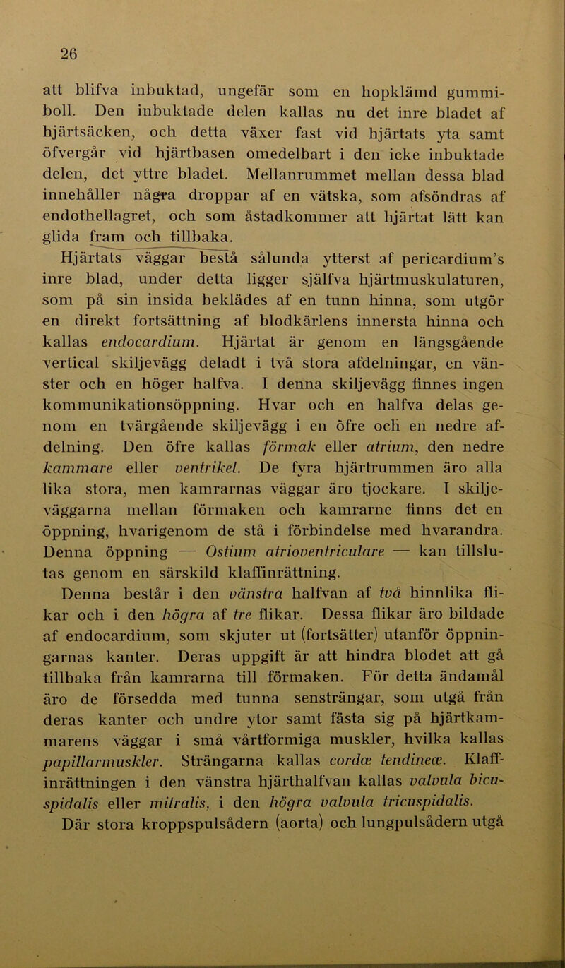 att blifva inbuktad, ungefär som en hopklämd gummi- boll. Den inbuktade delen kallas nu det inre bladet af hjärtsäcken, och detta växer fast vid hjärtats yta samt öfvergår vid hjärtbasen omedelbart i den icke inbuktade delen, det yttre bladet. Mellanrummet mellan dessa blad innehåller några droppar af en vätska, som afsöndras af endothellagret, och som åstadkommer att hjärtat lätt kan glida fram och tillbaka. Hjärtats väggar bestå sålunda ytterst af pericardium’s inre blad, under detta ligger själfva hj ärtmuskulaturen, som på sin insida beklädes af en tunn hinna, som utgör en direkt fortsättning af blodkärlens innersta hinna och kallas endocardium. Hjärtat är genom en längsgående vertical skiljevägg deladt i två stora afdelningar, en vän- ster och en höger halfva. I denna skiljevägg finnes ingen kommunikationsöppning. Hvar och en halfva delas ge- nom en tvärgående skiljevägg i en öfre och en nedre af- delning. Den öfre kallas förmak eller atrium, den nedre kammare eller vent riket. De fyra hj ärtrummen äro alla lika stora, men kamrarnas väggar äro tjockare. I skilje- väggarna mellan förmaken och kamrarne finns det en öppning, hvarigenom de stå i förbindelse med hvarandra. Denna öppning — Ostium atrioventriculare — kan tillslu- tas genom en särskild klaffinrättning. Denna består i den vänstra halfvan af två hinnlika fli- kar och i den högra af tre flikar. Dessa flikar äro bildade af endocardium, som skjuter ut (fortsätter) utanför öppnin- garnas kanter. Deras uppgift är att hindra blodet att gå tillbaka från kamrarna till förmaken. För detta ändamål äro de försedda med tunna sensträngar, som utgå från deras kanter och undre ytor samt fästa sig på hjärtkam- marens väggar i små vårtformiga muskler, hvilka kallas papillarmuskler. Strängarna kallas cordce tendinece. Klafl- inrättningen i den vänstra hjärthalfvan kallas valvula bicu- spidalis eller mitralis, i den högra valvula tricuspidalis. Där stora kroppspulsådern (aorta) och lungpulsådern utgå
