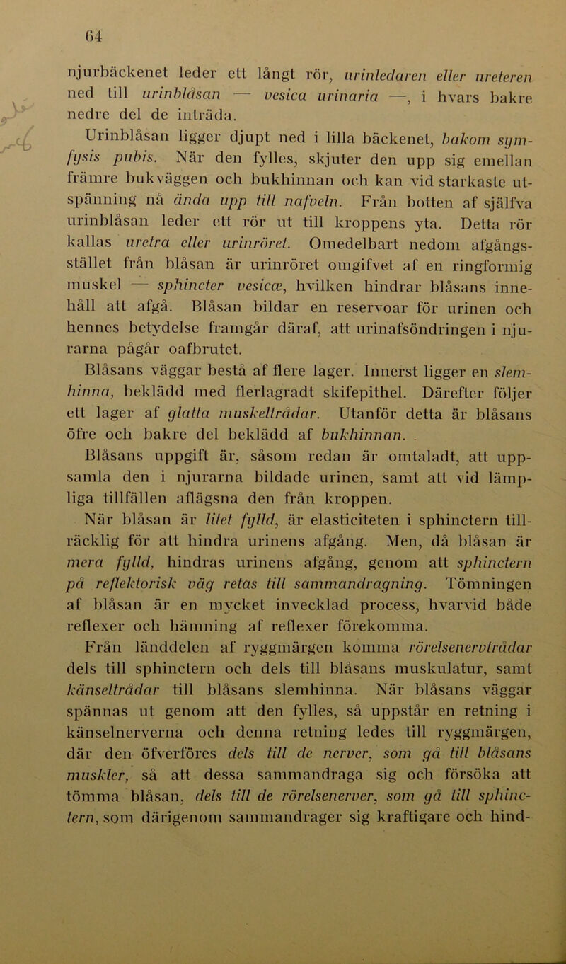 njurbäckenet leder ett långt rör, urinledaren eller ureteren ned till urinblåsan — vesica urinaria —, i hvars bakre nedre del de inträda. Urinblåsan ligger djupt ned i lilla bäckenet, bakom sym- /ysis pubis. När den fylles, skjuter den upp sig emellan främre bukväggen och bukhinnan och kan vid starkaste ut- spänning nå ända upp till na/vein. Från botten af själfva urinblåsan leder ett rör ut till kroppens yta. Detta rör kallas uretra eller urinröret. Omedelbart nedom afgångs- stället från blåsan är urinröret omgifvet af en ringformig muskel — sphincter vesiccc, hvilken hindrar blåsans inne- håll alt afgå. Blåsan bildar en reservoar för urinen och hennes betydelse framgår däraf, att urinafsöndringen i nju- rarna pågår oafbrutet. Blåsans väggar bestå af flere lager. Innerst ligger en slem- hinna, beklädd med flerlagradt skifepithel. Därefter följer ett lager af glatta muskeltrådar. Utanför detta är blåsans öfre och bakre del beklädd af bukhinnan. . Blåsans uppgift är, såsom redan är omtaladt, att upp- samla den i njurarna bildade urinen, samt att vid lämp- liga tillfällen aflägsna den från kroppen. När blåsan är litet fylld, är elasticiteten i sphinctern till- räcklig för alt hindra urinens afgång. Men, då blåsan är mera fylld, hindras urinens afgång, genom att sphinctern på reflektorisk väg retas till sammandragning. Tömningen af blåsan är en mycket invecklad process, hvarvid både reflexer och hämning af reflexer förekomma. Från länddelen af ryggmärgen komma rörelsenervtrådar dels till sphinctern och dels till blåsans muskulatur, samt känseltrådar till blåsans slemhinna. När blåsans väggar spännas ut genom att den fylles, så uppstår en retning i känselnerverna ocli denna retning ledes till ryggmärgen, där den öfverföres dels till de nerver, som gå till blåsans muskler, så att dessa sammandraga sig och försöka alt tömma blåsan, dels till de rörelsenerver, som gå till sphinc- tern, som därigenom sammandrager sig kraftigare ocli bind-