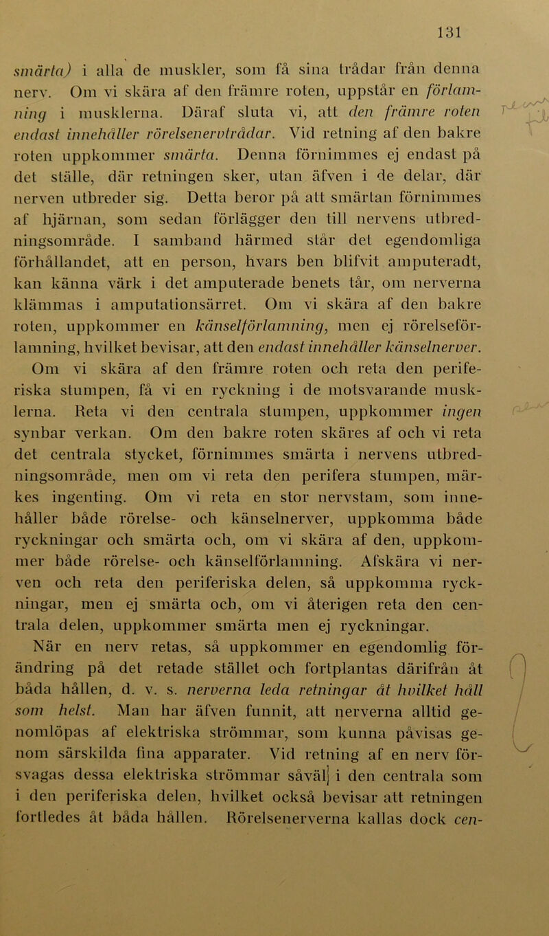 smärta) i alla de muskler, som få sina trådar från denna nerv. Om vi skära af den främre roten, uppstår en förlam- ning i musklerna. Däraf sluta vi, atl den främre roten endast innehåller rörelsenervtrådar. Vid retning af den bakre roten uppkommer smärta. Denna förnimmes ej endast på det ställe, där retningen sker, utan äfven i de delar, där nerven utbreder sig. Detta beror på att smärtan förnimmes af hjärnan, som sedan förlägger den till nervens utbred- ningsområde. I samband härmed står det egendomliga förhållandet, att en person, hvars ben blifvit amputeradt, kan känna värk i det amputerade benets tår, om nerverna klämmas i amputationsärret. Om vi skära af den bakre roten, uppkommer en känselförlamning, men ej rörelseför- lamning, livilket bevisar, att den endast innehåller känselnerver. Om vi skära af den främre roten och reta den perife- riska stumpen, få vi en ryckning i de motsvarande musk- lerna. Reta vi den centrala stumpen, uppkommer ingen synbar verkan. Om den bakre roten skäres af och vi reta det centrala stycket, förnimmes smärta i nervens utbred- ningsområde, men om vi reta den perifera stumpen, mär- kes ingenting. Om vi reta en stor nervstam, som inne- håller både rörelse- och känselnerver, uppkomma både ryckningar och smärta och, om vi skära af den, uppkom- mer både rörelse- och känselförlamning. Afskära vi ner- ven och reta den periferiska delen, så uppkomma ryck- ningar, men ej smärta och, om vi återigen reta den cen- trala delen, uppkommer smärta men ej ryckningar. När en nerv retas, så uppkommer en egendomlig för- ändring på det retade stället och fortplantas därifrån åt båda hållen, d. v. s. nerverna leda retningar åt hvilket håll som helst. Man har äfven funnit, att nerverna alltid ge- nomlöpas af elektriska strömmar, som kunna påvisas ge- nom särskilda fina apparater. Vid retning af en nerv för- svagas dessa elektriska strömmar såvälj i den centrala som i den periferiska delen, hvilket också bevisar att retningen lortledes åt båda hållen. Rörelsenerverna kallas dock cen-