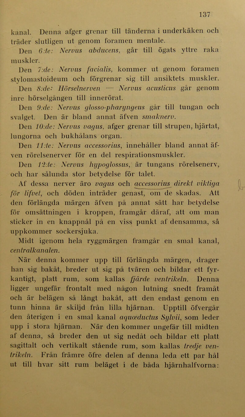 kanal. Denna afger grenar till tänderna i underkäken och träder slutligen ut genom foramen mentale. Den 6:te: Nervus cibducens, går till ögats yttre raka muskler. Den 7:de: Nervus facialis, kommer ut genom foramen stylomastoideum ocli förgrenar sig till ansiktets muskler. Den 8:de: Hörselnerven — Nervus acusticus går genom inre hörselgången till innerörat. Den 9:de: Nervus glosso-pharyngeus går till tungan och svalget. Den är bland annat äfven smaknerv. Den 10:de: Nervus vagns, afger grenar till strupen, hjärtat, lungorna och bukhålans organ. Den ll.te: Nervus accessorius, innehåller bland annat äf- ven rörelsenerver för en del respirationsmuskler. Den 12:te: Nervus hypoglossus, är tungans rörelsenerv, och har sålunda stor betydelse för talet. Af dessa nerver äro vagns och accessorius direkt viktiga för lifvet, och döden inträder genast, om de skadas. Att den förlängda märgen äfven på annat sätt har betydelse för omsättningen i kroppen, framgår däraf, alt om man sticker in en knappnål på en viss punkt af densamma, så uppkommer s o c k e r sj u k a. Midt igenom hela ryggmärgen framgår en smal kanal, centralkanalen. När denna kommer upp till förlängda märgen, drager han sig bakåt, breder ut sig på tvären och bildar ett fyr- kantigt, platt rum, som kallas fjärde ventrikeln. Denna ligger ungefär frontalt med någon lutning snedt framåt och är belägen så långt bakåt, att den endast genom en tunn hinna är skiljd från lilla hjärnan. Upptill öfvergår den återigen i en smal kanal aquceductus Sytvii, som leder upp i stora hjärnan. När den kommer ungefär till midten af denna, så breder den ut sig nedåt och bildar ett platt sagittalt och vertikalt stående rum, som kallas tredje ven- trikeln. Från främre öfre delen af denna leda ett par hål ut till hvar sitt rum beläget i de båda hjärnhalfvorna: