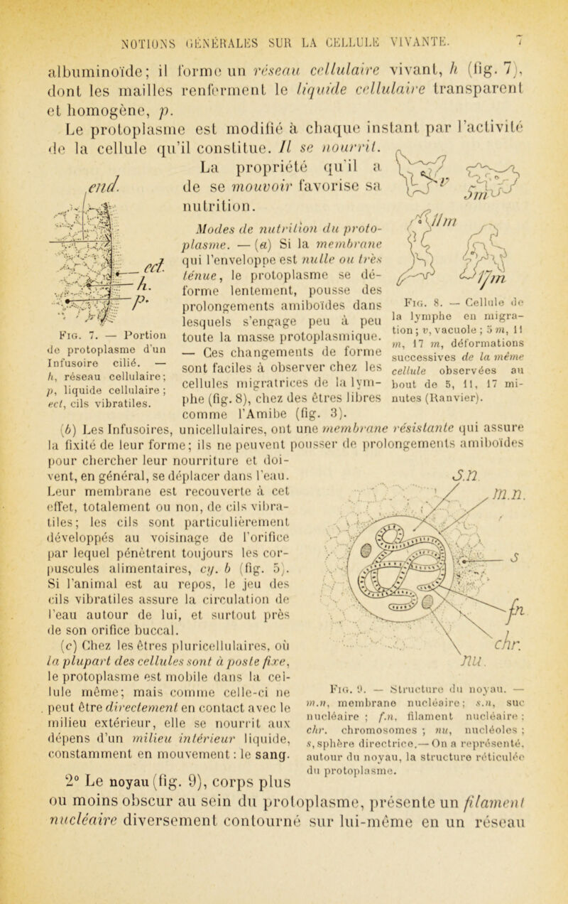 dont les mailles renrerment le liquide cellulaire transparent et homogène, p. Le protoplasme est modifié à chaque instant par l’activité <ie la cellule qu’il constitue. Il se uourril. La propriété qu'il a end. de se mouvoir favorise sa nutrition. . .*ii ; a-»». I !.-• Bf;- A- ^ Cellule tle Fig. 7. — Portion de protoplasme d’un Infusoire cilié. — h, réseau cellulaire; liquide cellulaire ; e.ct., cils vibratiles. rnigra- Fig. 8. la lymphe en tion ; i’, vacuole ; o tu, 11 17 m, déformations successives de la même cellule observées au bout de 5, 11, 17 mi- nutes (Ranvier). J.72 Modes de nutrilion du proto- plasme. — («) Si la membrane qui l’enveloppe est nulle ou ires ténue, le protoplasme se dé- forme lentement, pousse des prolongements arniboïdes dans lesquels s’engage peu à peu toute la masse protoplasmique. — Ces changements de forme sont faciles à observer chez les cellules migratrices de la lym- phe (fig. 8), chez des êtres libres comme l’Amibe (fig. 3). (6) Les Infusoires, unicellulaires, ont une membrane résistante qui assure la fixité de leur forme; ils ne peuvent pousser de [trolongerneuts arniboides pour chercher leur nourriture et doi- vent, en général, se déplacer dans l’eau. Leur membrane est recouverte à cet effet, totalement ou non, de cils vibra- tiles; les cils sont particulièrement développés au voisinage de l’orifice par lequel pénètrent toujours les cor- puscules alimentaires, c?/. b (fig. 5^. Si l’animal est au repos, le jeu des cils vibratiles assure la circulation de l’eau autour de lui, et surtout près de son orifice buccal. (c) Chez les êtres pluricellulaires, où la plupart des cellules sont à poste fixe, le protoplasme est mobile dans la cel- lule même; mais comme celle-ci ne peut être directement en contact avec le milieu extérieur, elle se nourrit aux dépens d’un milieu intérieur liquide, constamment en mouvement : le sang. Fig. h. — Slnicluro du noyau. — »?.», moinbrano nucléaire; s.n, suc nucléaire ; f.n. lilament nucléaire : chr. chromosomes ; nu, nucléoles ; ,ç, sphère directrice.— On a représenté, autour du noyau, la structure réticidéc du protoplasme. 2° Le noyau (lig. 9), corps plus ou moins obscur au sein du protoplasme, présente un filamenl nucléaire diversement contourné sur lui-méme en un réseau