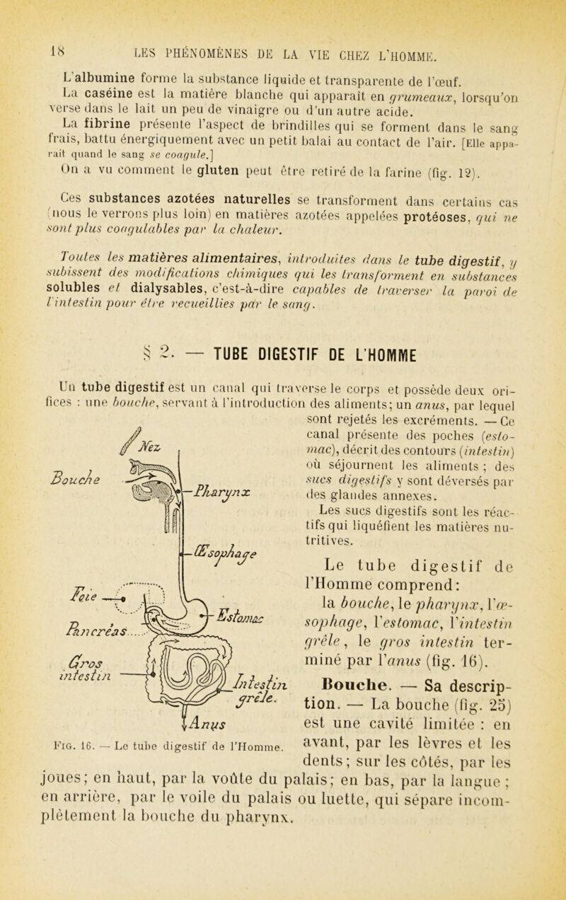 L’albumine forme la substance liquide et transparente de l’œuf. La caséine est la matière blanche qui apparaît en grumeaux^ lorsqu'on verse dans le lait un peu de vinaigre ou d’un autre acide. La fibrine présente l’aspect de brindilles qui se forment dans le sang frais, battu énergiquement avec un petit balai au contact de l’air. [Elle appa” rait quand le sang se coagule.] Un a VU comment le gluten peut être retiré de la farine (fig. 12). Ces substances azotées naturelles se transforment dans certains cas 'nous le verrons plus loin) en matières azotées appelées protéoses, gui ne sont plus coagulables par la chaleur. Toutes les matières alimentaires, introduites dans le tube digestif, y subisse?it des modifications chimiques qui les transforment en substances solubles et dialysables, c’est-à-dire capables de traverser la paroi de l'intestin pour être recueillies pcir le sang. S 2- — TUBE DIGESTIF DE L'HOIVIIWE fl ces : 3ouche l''iG. 16. — Le tube digestif de l’Homme. joues; en haut, par la voûte du et possède deux ori- ; un anus, par lequel sont rejetés les excréments. —Ce canal présente des poches [esto- mac], décrit des contours [intestin] où séjournent les aliments ; des sucs digestifs y sont déversés par des glandes annexes. Les sucs digestifs sont les réac- tifs qui liquéfient les matières nu- tritives. Le tube digestif de l’Homme comprend: la bouche, le 'pharynx, Vœ- sophage, Vestomac, Vintestin grêle, le gros intestin ter- miné par Vanus (fig. 16). Bouche. — Sa descrip- tion. — La bouche (fig. 25) est une cavité limitée : en avant, par les lèvres et les dents ; sur les côtés, par les palais; en bas, par la langue ; en arrière, par le voile du palais ou luette, qui sépare incom- plètement la bouche du pharynx. Un tube digestif est un canal qui traverse le corps une bouche, servant à l’introduction des aliments Jfez w -Phartp. ’nx