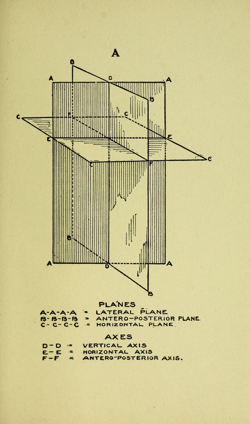 Q Id I*. a-a-a-a • lateral PLANE. B-B'B-B * ANTERO-POSTERIOR PLANE AX ES - D vertical axis - E - HORIZONTAL AXIS -F — ANTERO-POSTERIOR AXIS.