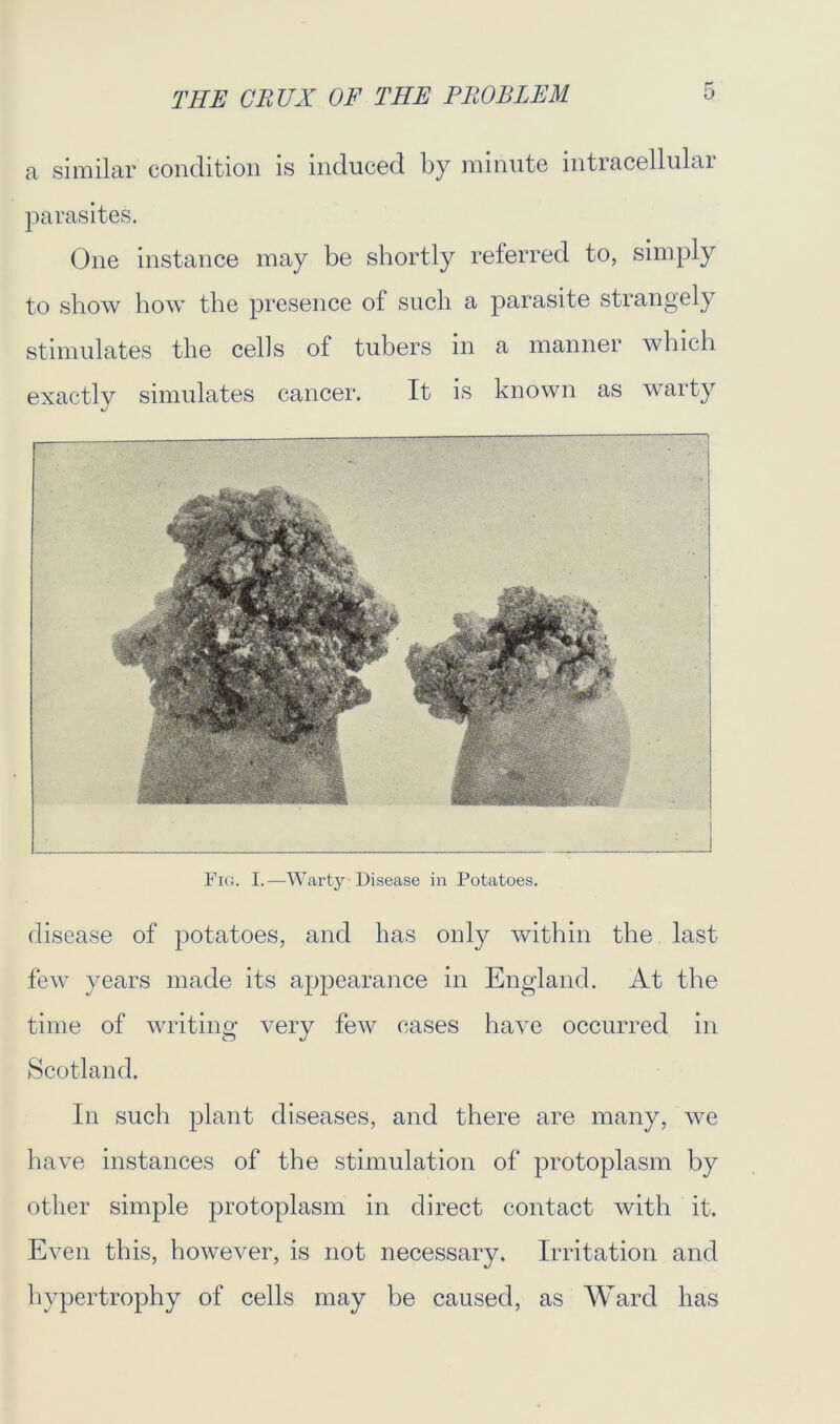 a similar condition is induced by minute intracellular parasites. One instance may be shortly referred to, simply to show how the presence of such a parasite strangely stimulates the cells of tubers in a manner which exactly simulates cancer. It is known as warty Fig. I.—Warty Disease in Potatoes. disease of potatoes, and has only within the last few years made its appearance in England. At the time of writing very few cases have occurred in Scotland. In such plant diseases, and there are many, we have instances of the stimulation of protoplasm by other simple protoplasm in direct contact with it. Even this, however, is not necessary. Irritation and hypertrophy of cells may be caused, as Ward has