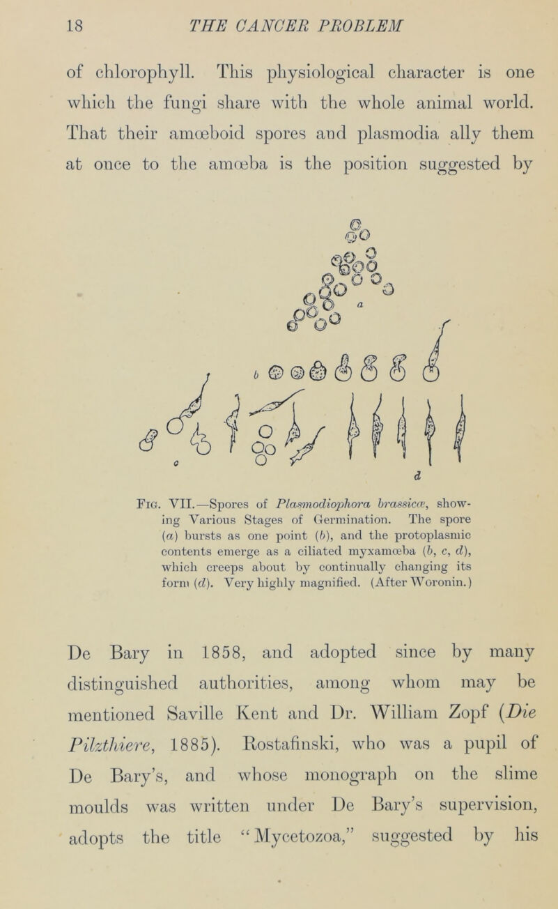 of chlorophyll. This physiological character is one which the fungi share with the whole animal world. That their amoeboid spores and plasmodia ally them at once to the amoeba is the position suggested by Fig. VII.—Spores of Plasmodiophora brassica, show- ing Various Stages of Germination. The spore (a) bursts as one point (b), and the protoplasmic contents emerge as a ciliated myxamceba (b, c, d), which creeps about by continually changing its form (d). Very highly magnified. (After Woronin.) De Bary in 1858, and adopted since by many distinguished authorities, among whom may be mentioned Saville Kent and Dr. William Zopf [Die Pilzthiere, 1885). Kostafinski, who was a pupil of De Bary’s, and whose monograph on the slime moulds was written under De Bary’s supervision, adopts the title “ Mycetozoa,” suggested by his