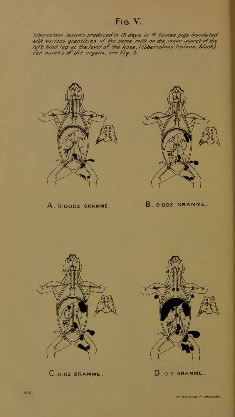 iubercu/ous /esions produced in J6 days in 4- Guinea pigs inocu/ated H/idj various quantities of the same mi/A on d/e inner aspect of the /eft hind /eg at the /eve/ of the Anee. (Tubercu/ous /es/ons, b/acA) for names of the organs, see f/g. 3 A . 0 0002 GRAMME . B . 0 002 GRAMME. C . 0-02 GRAMME . D. 0-2 GRAMME. 3//2. Weller fcGraham lM Lirtio London